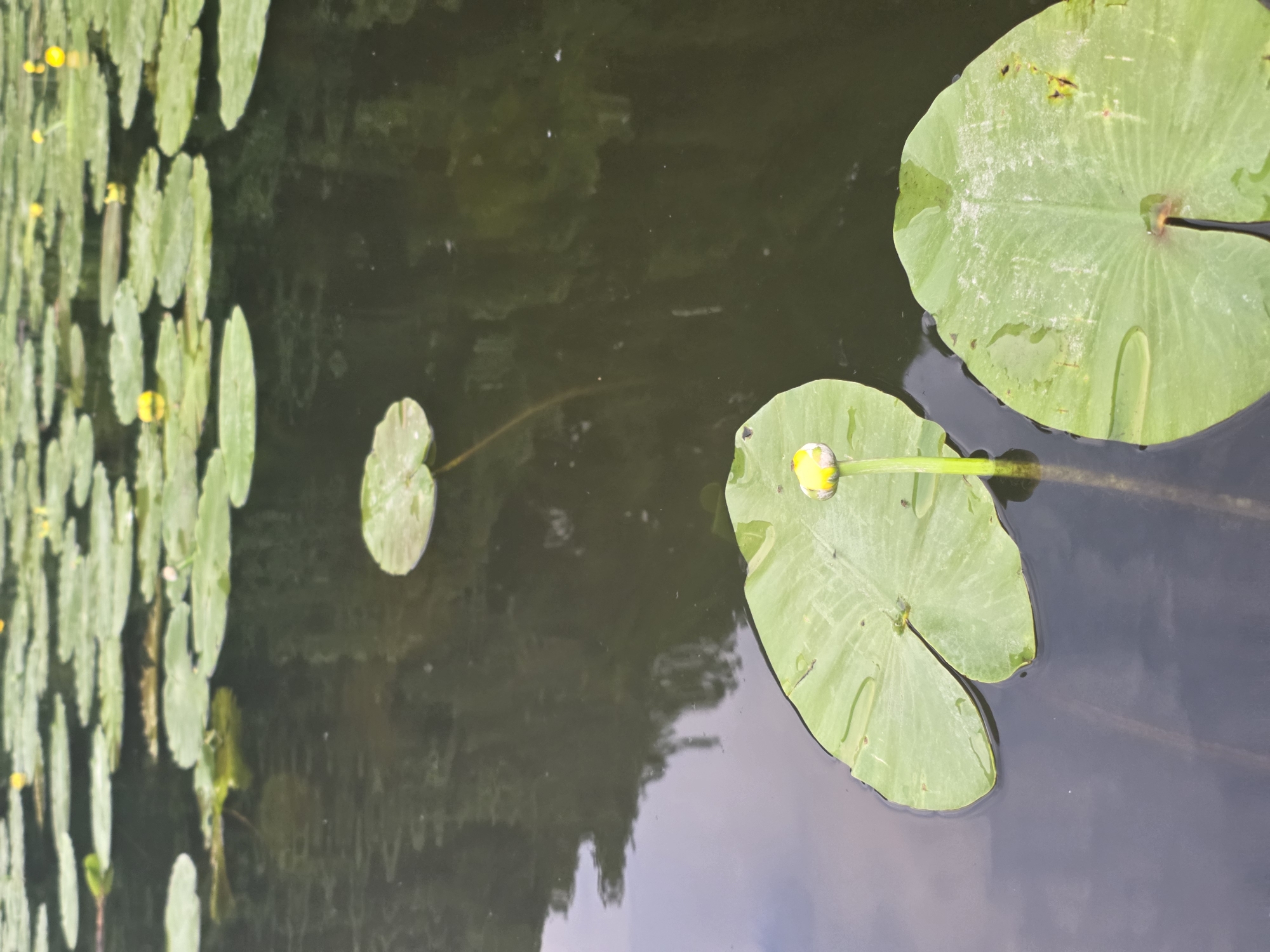 The image depicts a body of water, likely a pond or lake, covered with numerous lily pads. The lily pads are a vibrant green, and some are dotted with small yellow flowers. In the foreground, two large lily pads are prominent, with one supporting a closed yellow lily bud on a long stem. The water is dark and still, reflecting the overcast sky and the surrounding greenery. The scene appears to be a natural or semi-natural environment, possibly a park or botanical garden. Based on the provided information, this scene could be located in Ternopil, Ukraine, a city known for its picturesque lakes and parks, such as Ternopil Lake.