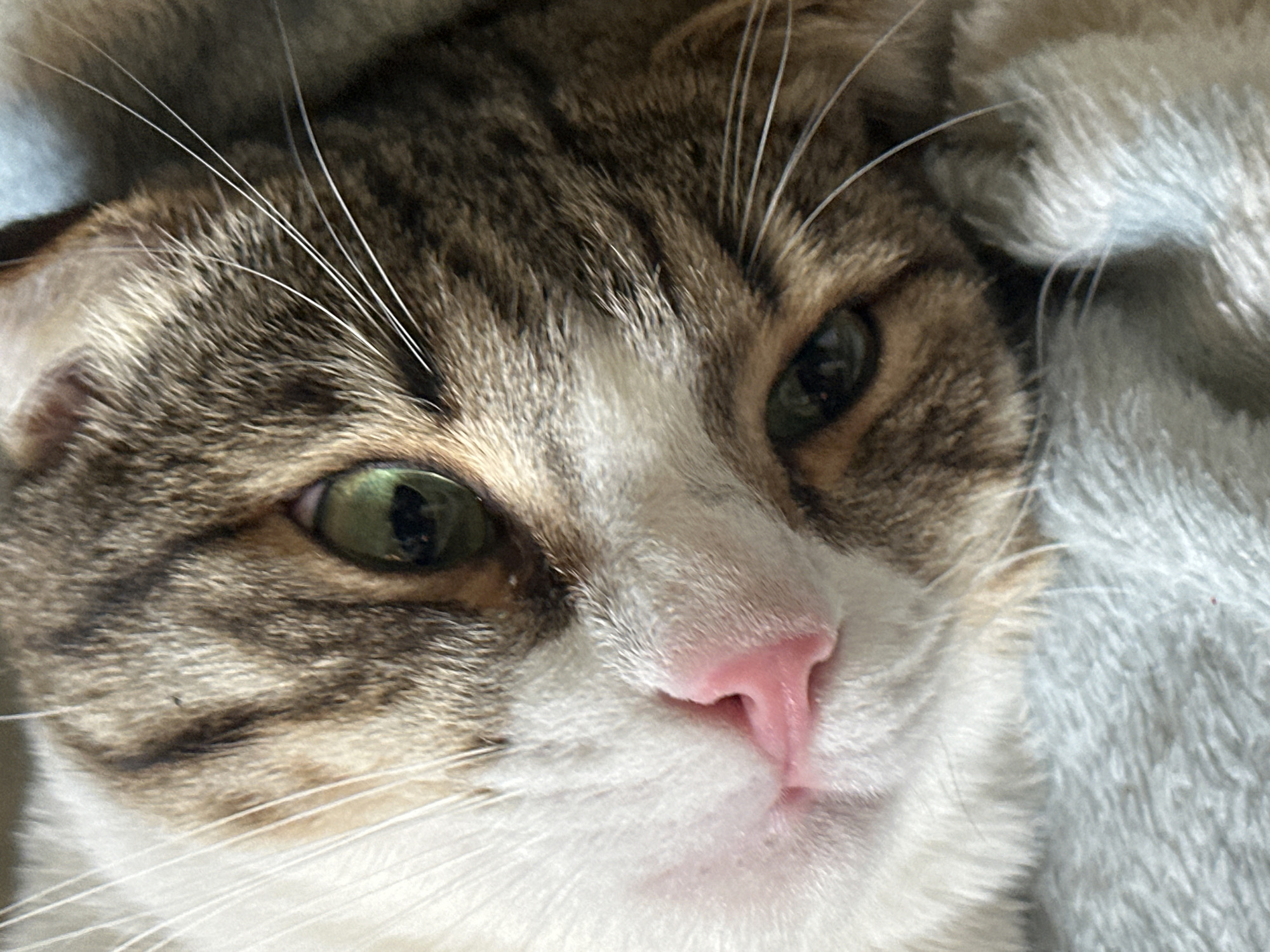 A close-up image depicts a cat's face. The cat has a pink nose and green eyes. Its fur is a mix of brown, white, and tabby patterns. It appears to be resting its head on a light gray, textured surface. There is no indication of any specific location, including Zelenograd, Russia. The scene is limited to the cat and its immediate surroundings.
