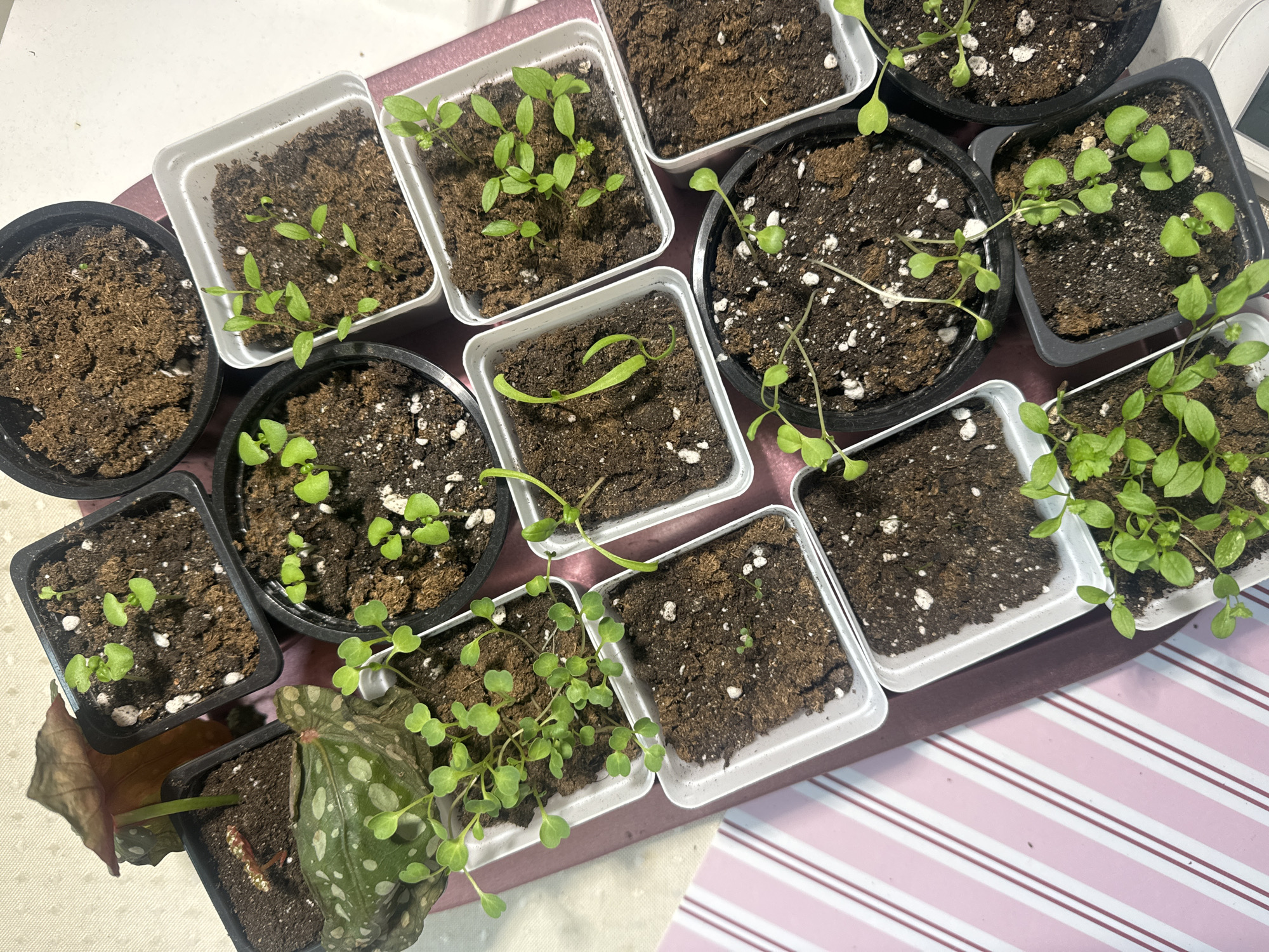 The image shows a collection of small potted plants arranged on a surface, which transitions from a solid color on the left to a pink and white striped pattern on the right. The majority of the pots contain dark soil and various stages of seedling growth, with some showing sparse sprouts and others exhibiting more mature leaves and stems. Pot shapes include square and round. One pot in the lower left corner contains a plant with spotted foliage. The background shows a possible indication of a white table. There is nothing in the image to suggest a specific location like Krasnoyarsk, Russia.