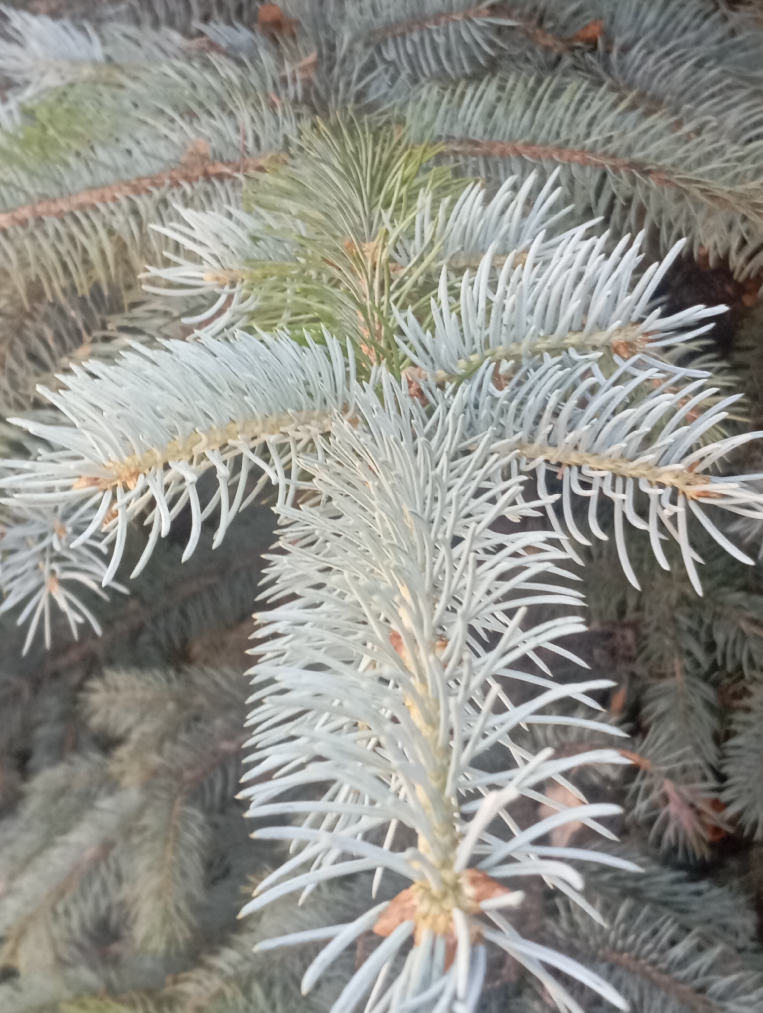 The image displays a close-up view of the needles of a blue spruce tree. The needles are a pale blue-green, with the younger growth at the tip appearing lighter and almost white. The needles are densely packed along the branches, which have a woody brown texture. In the background, other branches of the same tree are visible, appearing darker and more muted in color. There are no people or animals present in the image. The overall impression is one of natural foliage, likely an outdoor setting within the city of Sofiivska Borshchahivka, Ukraine, given the context.