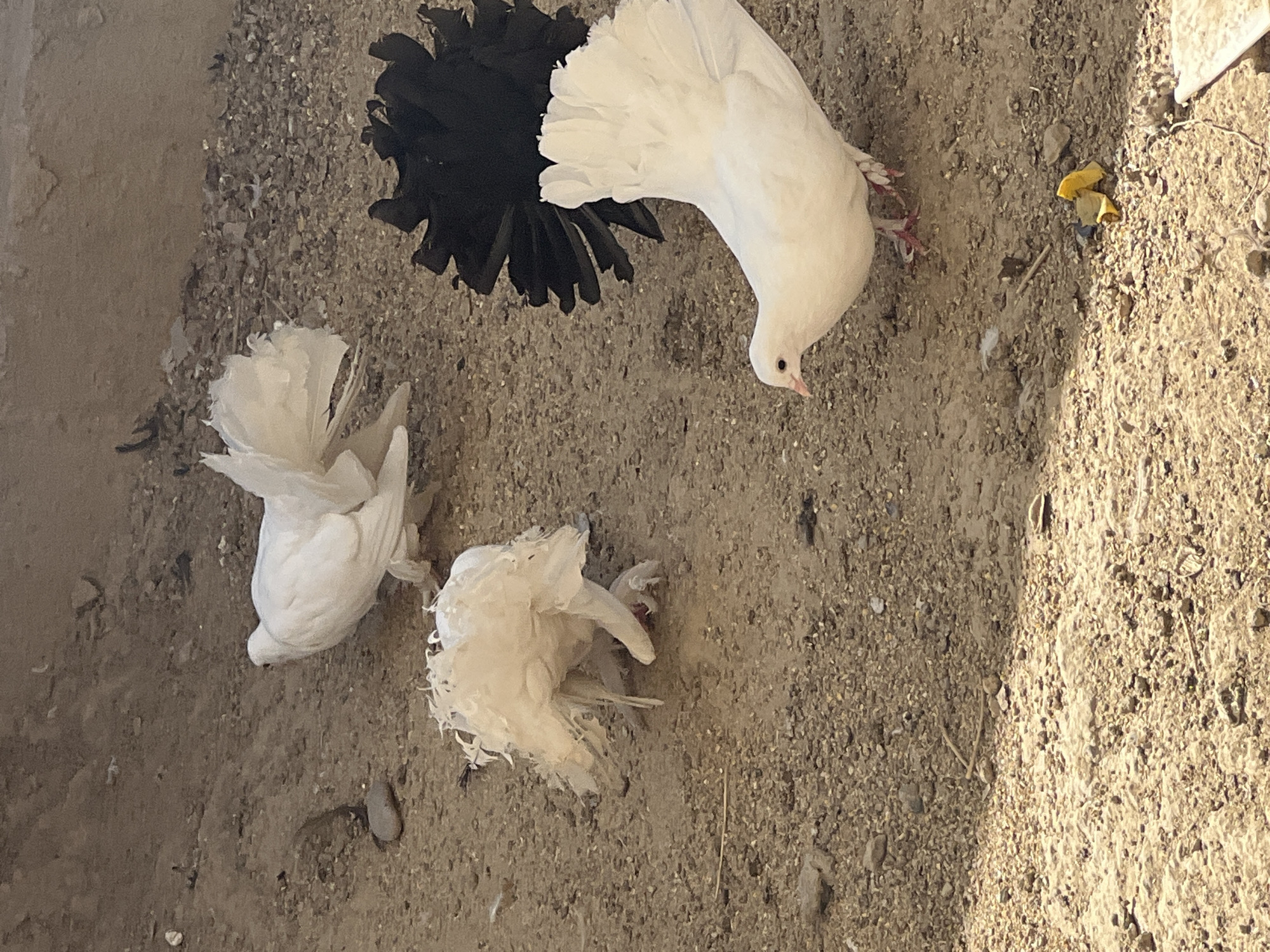Four fantail pigeons, three white and one black, are visible on a dusty, gravelly ground. Two white pigeons are in the foreground and mid-ground, while the third white pigeon is in the background. The black pigeon is positioned in the mid-ground. The pigeons have fanned tails, characteristic of the fantail breed. The environment appears to be an outdoor enclosure, with a textured, sandy-colored wall in the background. A small yellow object, possibly trash, is present on the ground in the lower right corner of the image. The scene does not provide any information about the city of Uzbekistan.