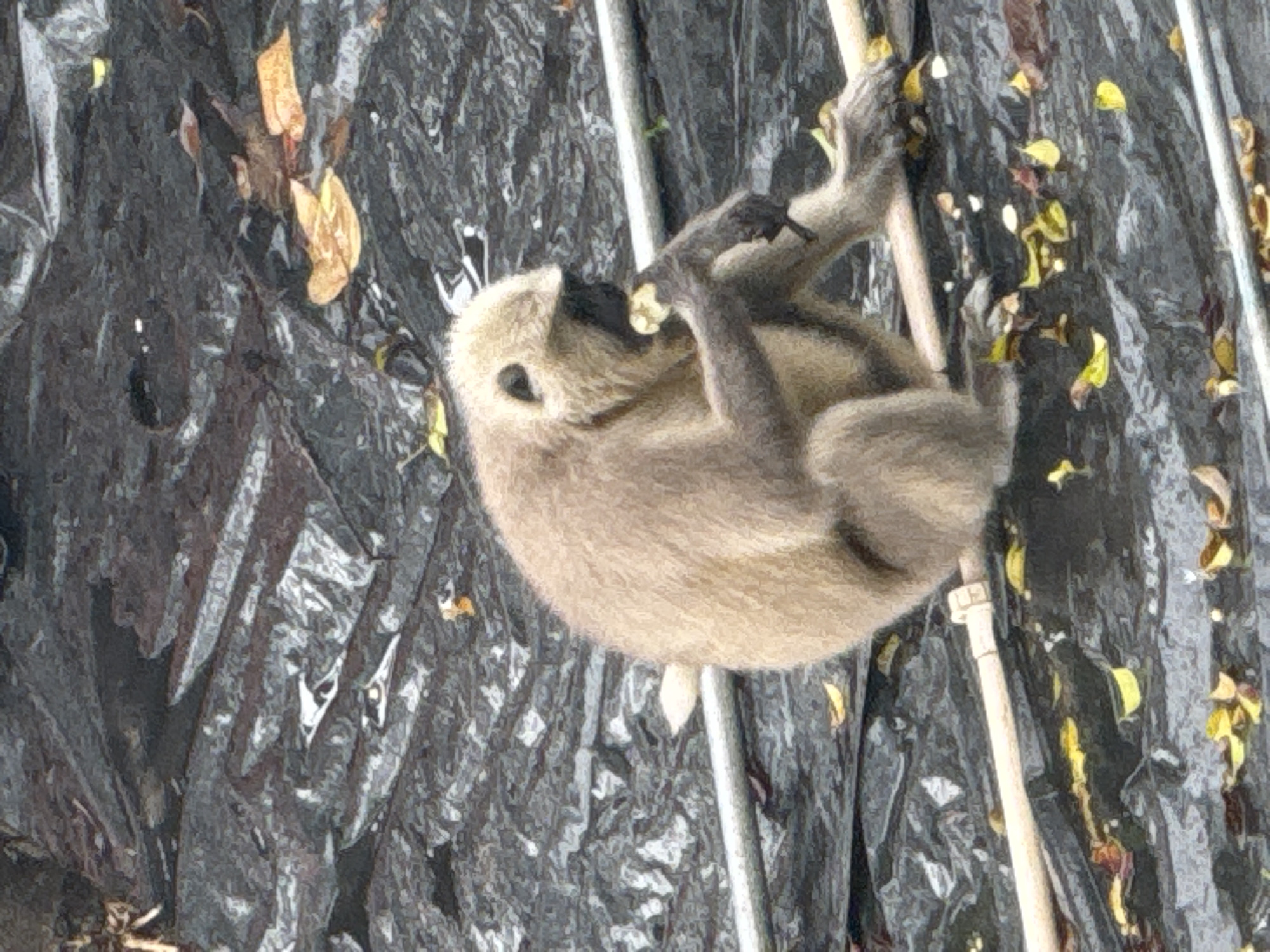 A langur monkey is seated on a dark, crinkled tarp in Rishikesh, India, and is eating a piece of food, possibly fruit. The monkey has light brown fur and a black face. It is holding the food in its hands and bringing it to its mouth. There are several yellow and brown leaves scattered on the tarp around the monkey, suggesting an outdoor setting. Two light-colored poles, likely bamboo, are present in the foreground, one running horizontally beneath the monkey and another diagonally across the lower portion of the frame. The tarp appears to be wet in places, reflecting light.