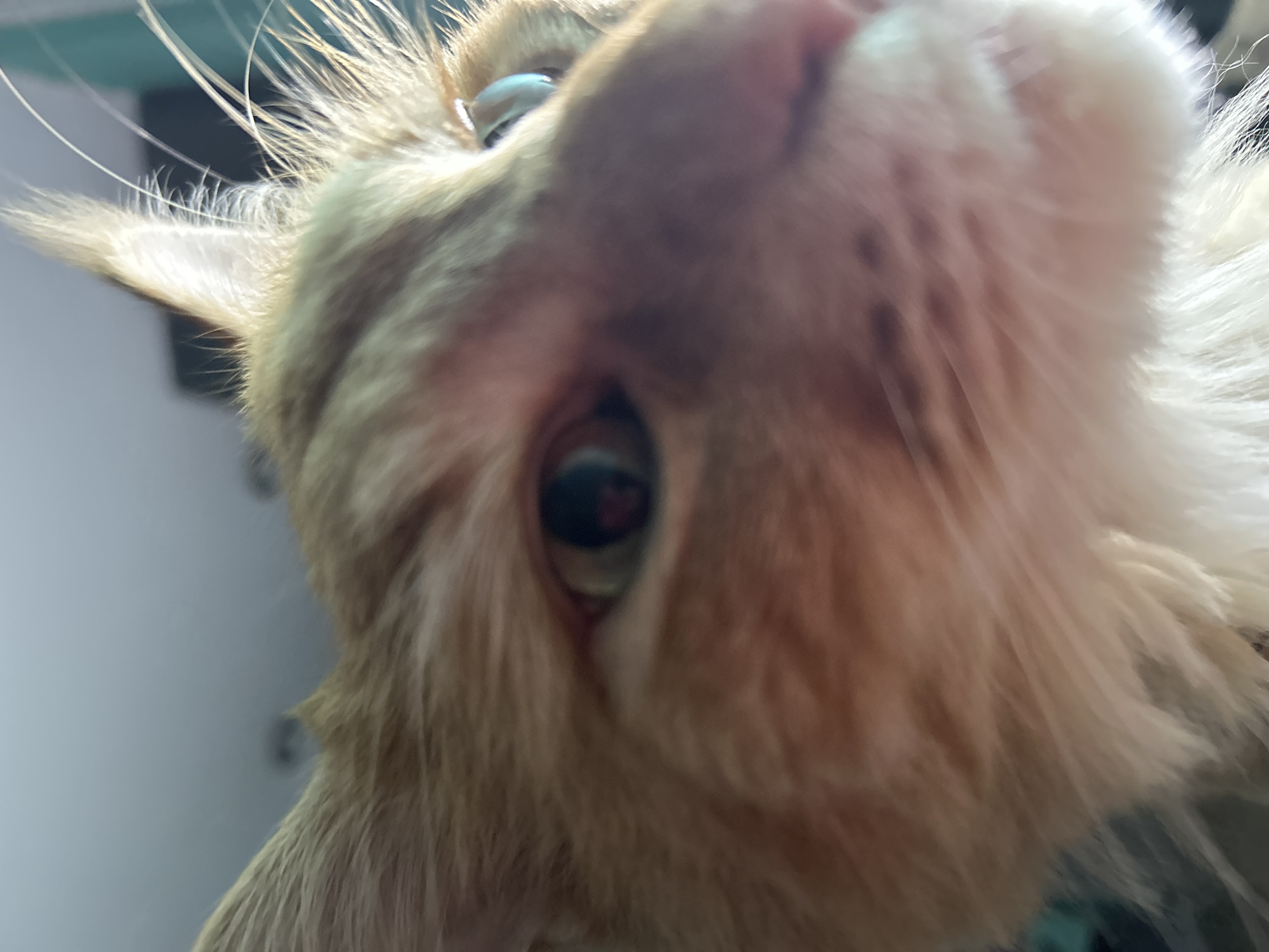 The image is a close-up, low-angle, blurred photograph of an orange tabby cat's face. The cat's head fills most of the frame, with its right eye and part of its left eye visible. The cat's fur is a mix of orange, white, and brown stripes. Its whiskers are long and white, and its ears are pointed. The background is out of focus and appears to be an indoor setting with a light-colored wall and some darker shapes. The image does not provide any information about the cat's location in the city of Tugulym, Russia.