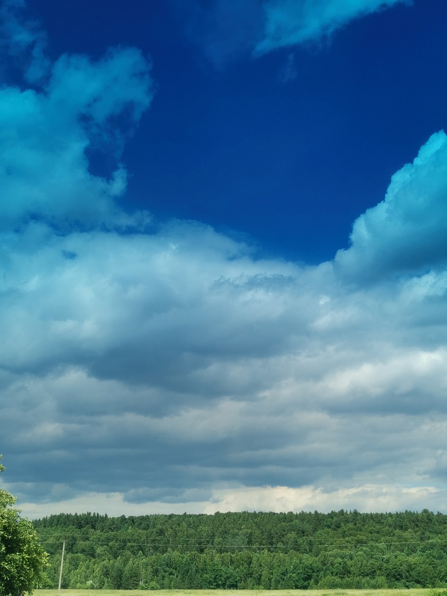The image depicts a landscape scene with a prominent sky and a dense forest in the background. The sky occupies the upper two-thirds of the frame and is a deep, vibrant blue, punctuated by a variety of clouds. Some clouds are bright white and fluffy, while others are darker and more ominous, suggesting a change in weather. The lower third of the image features a thick, green forest stretching horizontally across the frame. The trees are varied in height and density, creating a textured appearance. In the foreground, a grassy field is visible, with a single utility pole and some power lines running through the middle ground, slightly obscuring the tree line. A portion of a large green tree is visible in the lower left corner. The image appears to be taken on a bright, possibly overcast day, with the light highlighting the different cloud formations and the verdant foliage.