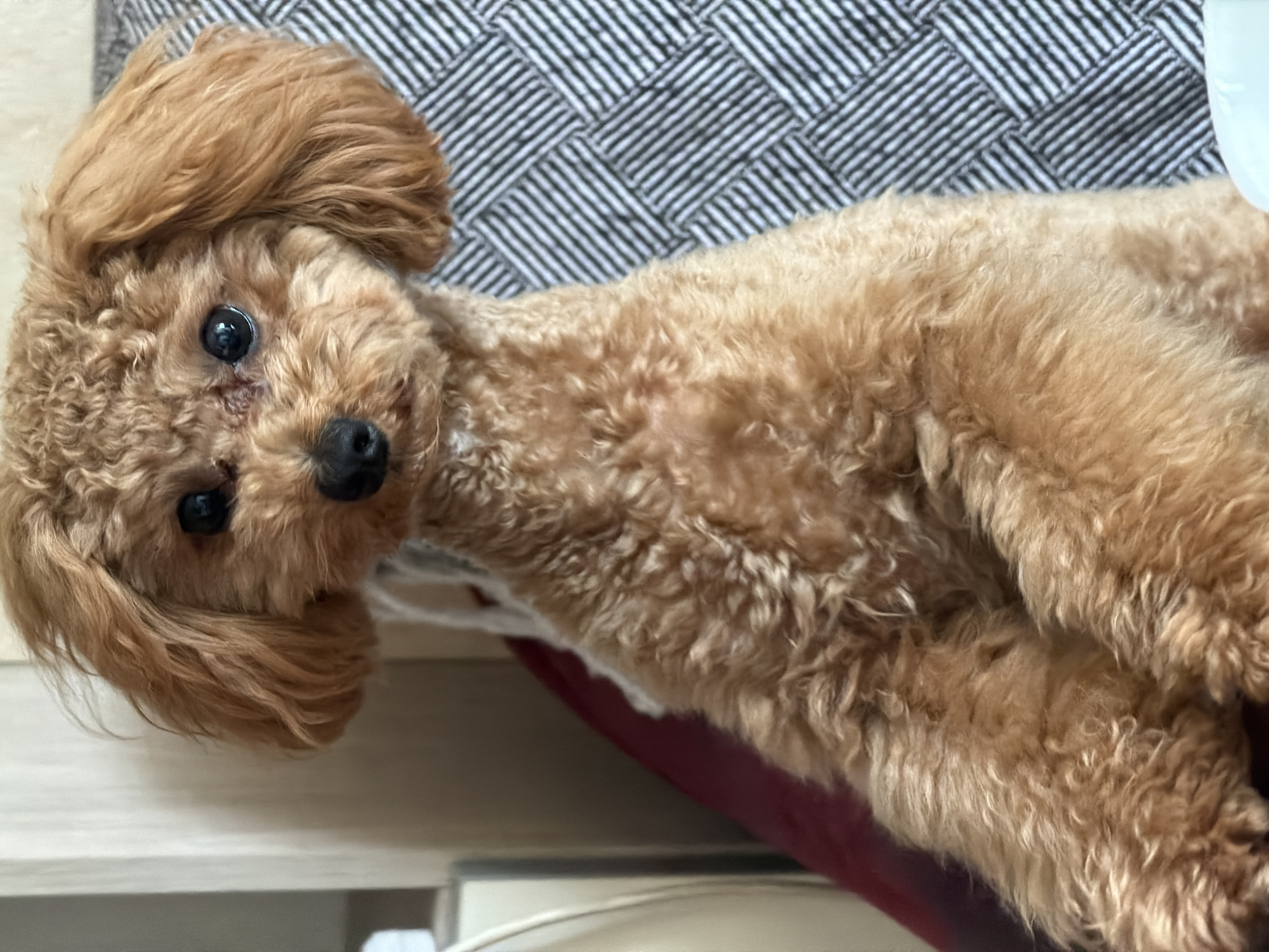 A reddish-brown poodle is sitting on a chair. The dog is facing the camera, with its front paws resting on the chair. The dog has a curly coat and floppy ears. The background is blurred, but appears to be an indoor setting with a patterned chair. There is no discernible location in Kyiv, Ukraine, or any other city.