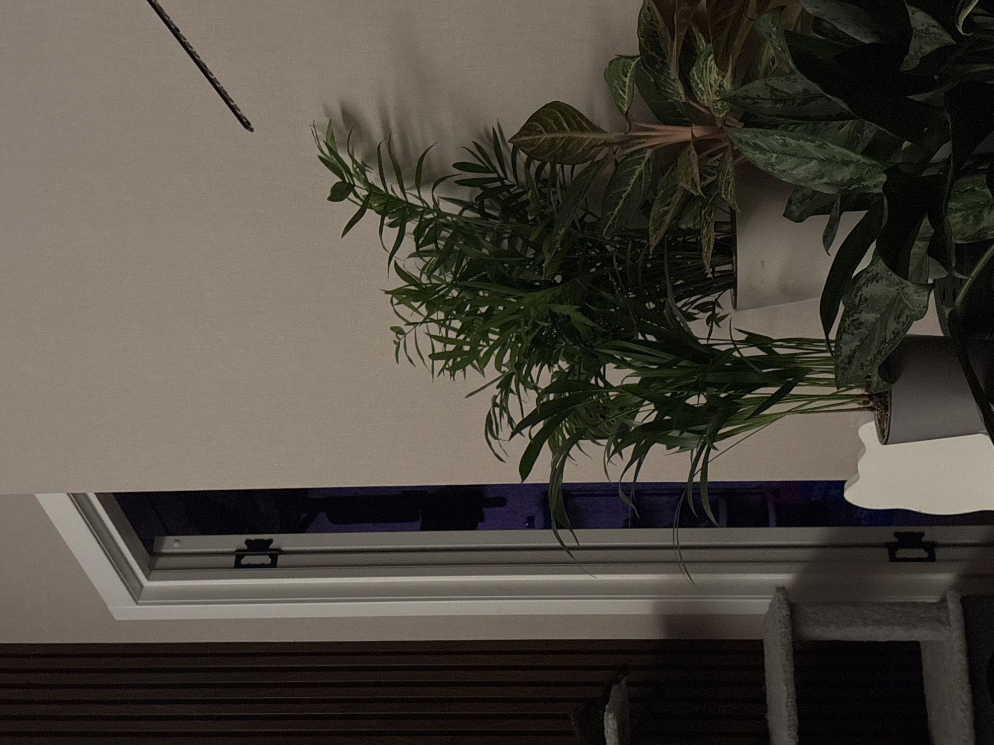 The image shows an indoor scene with a skylight and several houseplants. The skylight is open, revealing a dark blue or purple exterior, suggesting it is nighttime. The room appears to be lit by artificial light, casting shadows from the plants onto the light-colored wall. The plants are lush and green, with one prominently featuring variegated leaves. A thin, dark, rod-like object extends from the top left of the frame. Below the skylight, horizontal wooden blinds are visible. The overall setting is domestic and serene. There is no visible text in the image.