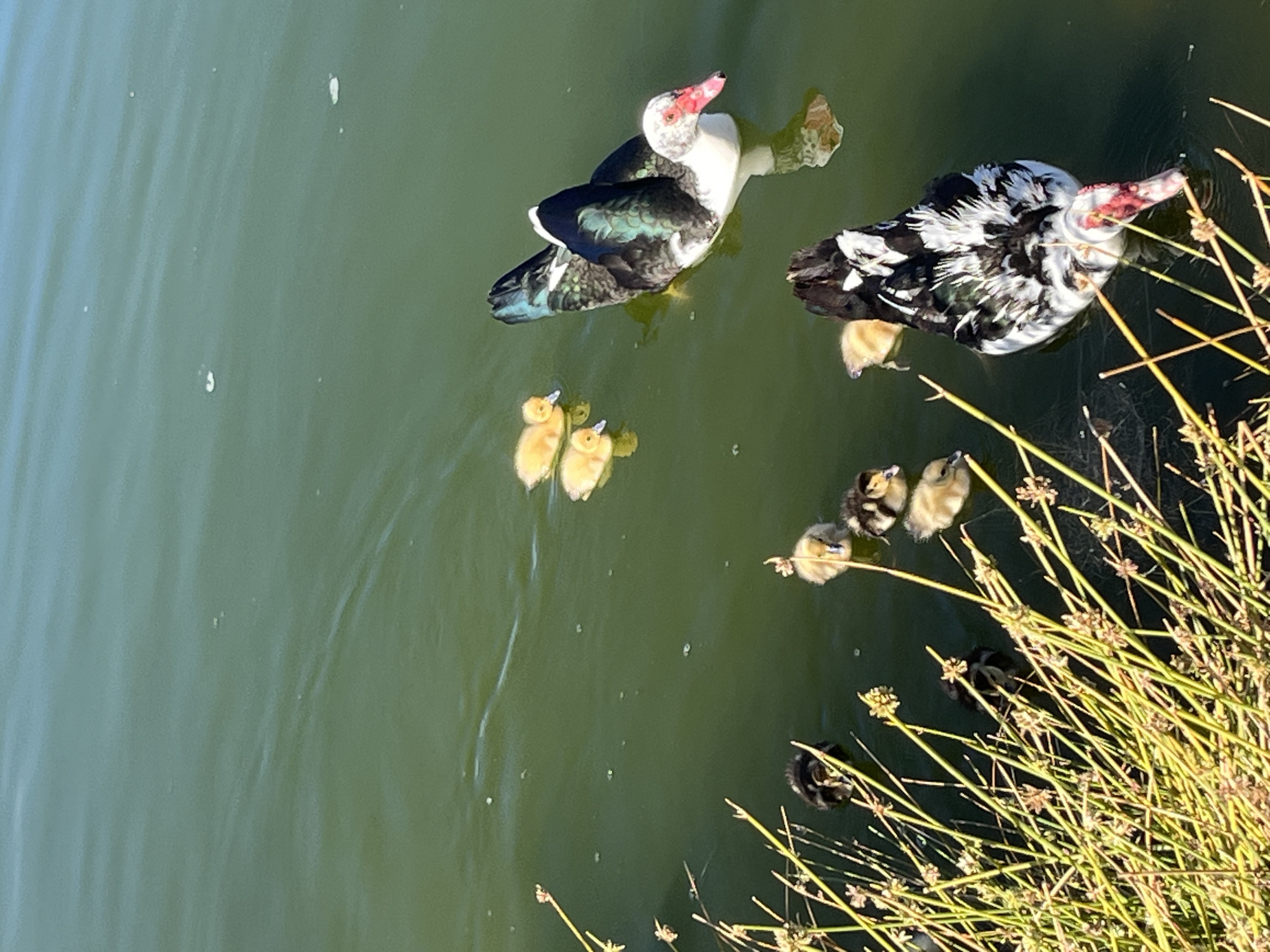 The image shows two adult Muscovy ducks and several ducklings swimming in a body of water. The ducks are partially submerged. One duck is mostly white with some black and green markings on its back and wings. The other duck is black and white. The ducklings are varying shades of yellow and black. The water is green-tinged, possibly from algae. Plant life, resembling tall grasses, is visible in the lower right corner of the image. The exact location in San Bartolomé de Tirajana is not identifiable from the visual information provided.