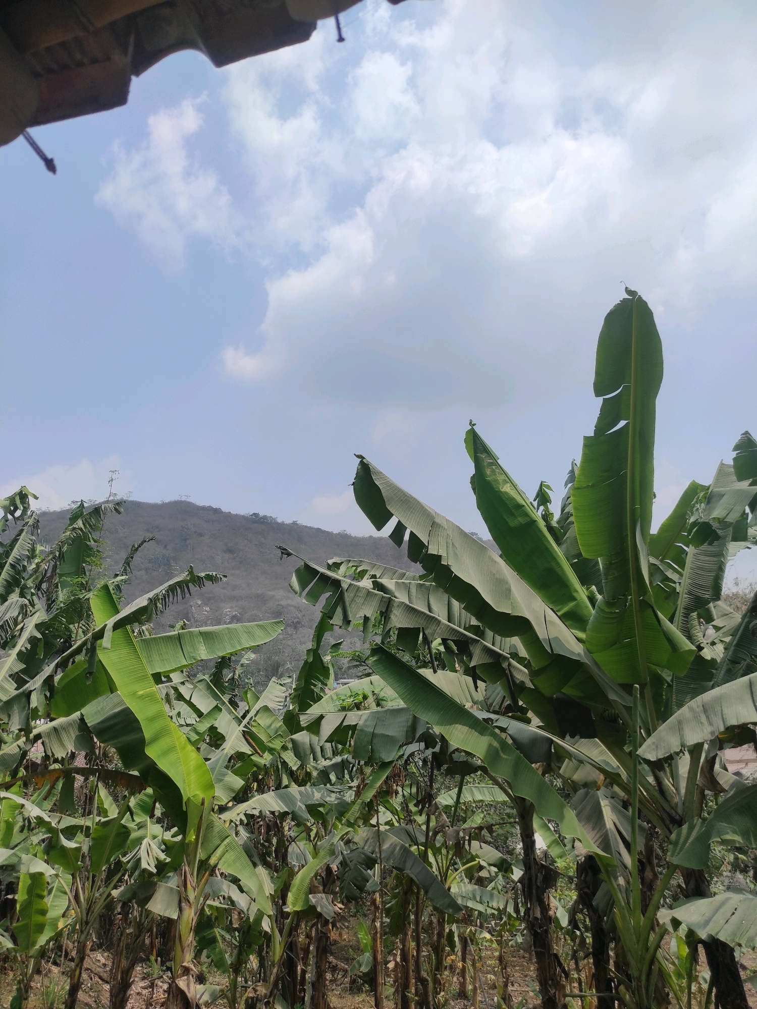 In Gunungmasigit, Indonesia, a lush banana plantation thrives under a bright, partly cloudy sky. Towering banana trees, laden with their characteristic broad, green leaves, dominate the foreground and midground. Their trunks are visible, some appearing thin and fibrous, others thicker and more established. Sunlight filters through the dense foliage, creating dappled shadows on the forest floor, which is covered in dry leaves and earth. In the distance, a barren, dry hillside rises, its slopes sparsely dotted with trees and a faint, almost obscured, structure on its summit. The overall scene depicts a vibrant, natural landscape, a stark contrast between the fertile plantation and the arid hills.