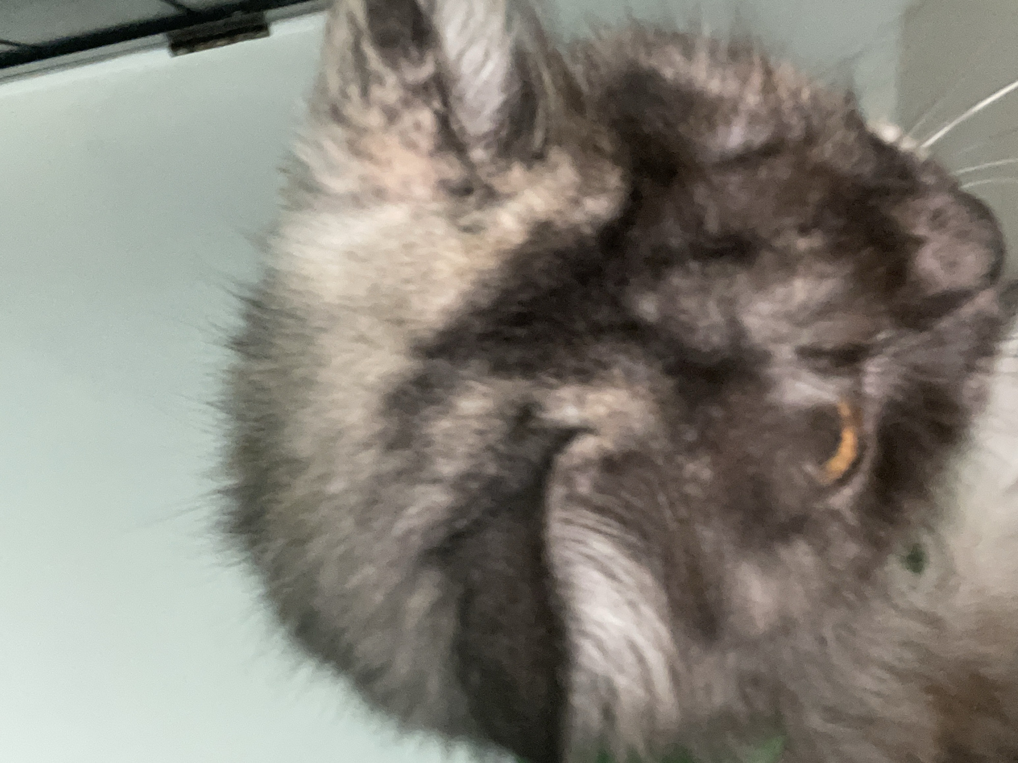 This is a close-up, blurry, and angled photo of a fluffy, grey and black cat's head. The cat's fur is disheveled and appears to be long. One eye, which is a warm amber color, is visible, as are parts of its ears and whiskers. The background is a solid, pale blue-green wall, and a dark vertical object, possibly a door frame or furniture, is visible on the right side. The scene is indoors, and there is no indication of the cat's location within the city of Denpasar, Indonesia.
