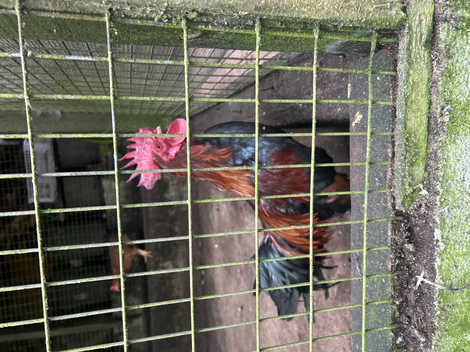 A rooster is seen in a cage with green-tinged metal bars in the foreground. The rooster has red plumage and a black tail. In the background, another chicken can be seen in a dimly lit enclosure. The cage appears to be outdoors, with natural light filtering through. The ground inside the cage is dirt. The overall impression is that of a simple enclosure for poultry, possibly at a farm or market. The image does not provide any specific visual cues to place it in Tanah Rata, Malaysia.