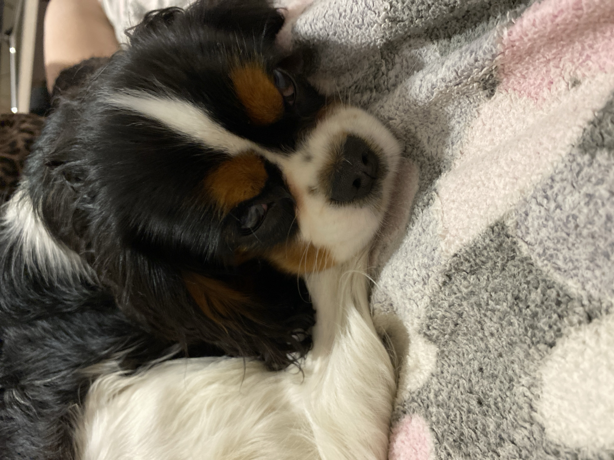 A close-up shot captures a Cavalier King Charles Spaniel resting on a soft, patterned blanket. The dog has a tri-color coat, with black, white, and tan markings. Its eyes are partially closed, and its head is resting on its paws. The blanket features a pattern of grey, white, and pink stripes. The background is blurred, but suggests a domestic indoor setting. There is no indication of the dog's location in Votkinsk, Russia.