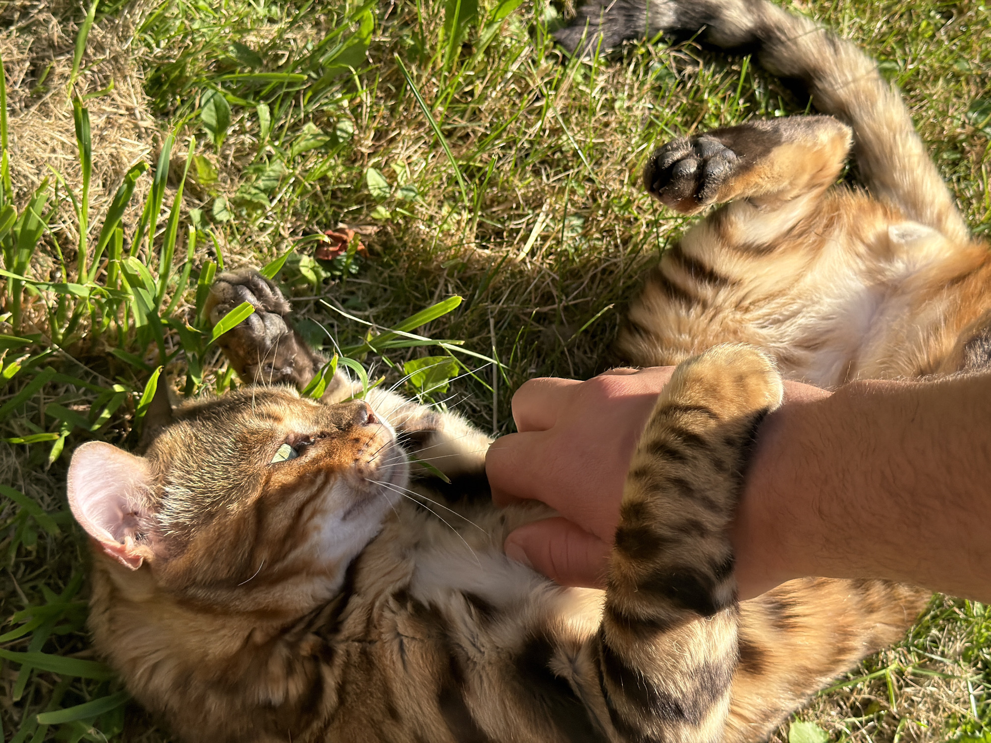 A high-angle, full-body shot captures a Bengal cat lying on its back in green grass, bathed in sunlight. The cat's fur exhibits its characteristic spotted pattern, with shades of brown and gold. Its front paws are extended, and one is being gently stroked by a human hand. The cat's face is turned to the left, revealing its green eyes and whiskers. The background consists of a patch of dry, sunlit grass and some green blades of grass. The scene appears to be outdoors, likely in a garden or park. The location in Garmisch-Partenkirchen, Germany is not discernible from the image itself.