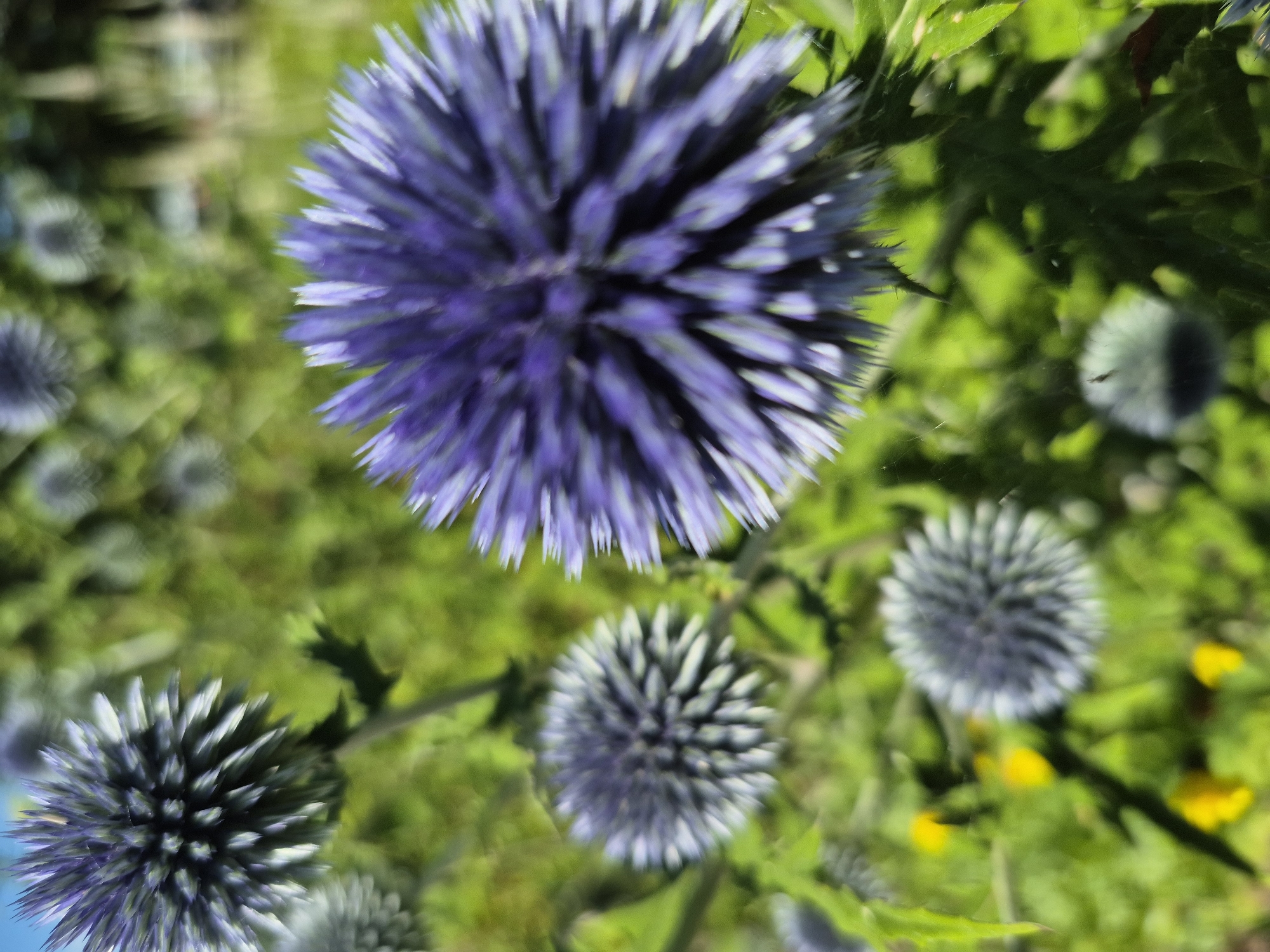 This is a close-up, shallow depth-of-field photograph of a cluster of blue thistle flowers in a garden setting. The foreground features a large, sharp blue thistle bloom, with its spiky petals extending outward. Several other blue thistle blooms are visible in the background, rendered out of focus. The surrounding environment is a blur of green foliage, with hints of yellow flowers and possibly tree trunks or structures in the distant background. The image appears to have been taken outdoors on a sunny day, with bright lighting and a vibrant color palette. The scene is calm and natural, suggesting a botanical garden or a well-maintained garden space. The specific location in Koblenz, Germany, is not discernible from the visual information provided.