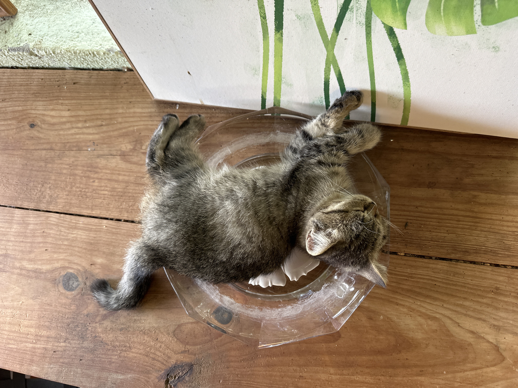 A young tabby kitten is sleeping on its back in a clear plastic dish. The dish is on a rustic wooden table. To the left of the table is a light-colored rug with a frayed edge. Behind the table, a white canvas with green abstract brushstrokes, possibly representing plants, is leaning against a wall. The kitten appears relaxed and comfortable in its unusual bed. The natural lighting suggests it is daytime, and the overall scene is domestic and casual. There is no visible text in the image.