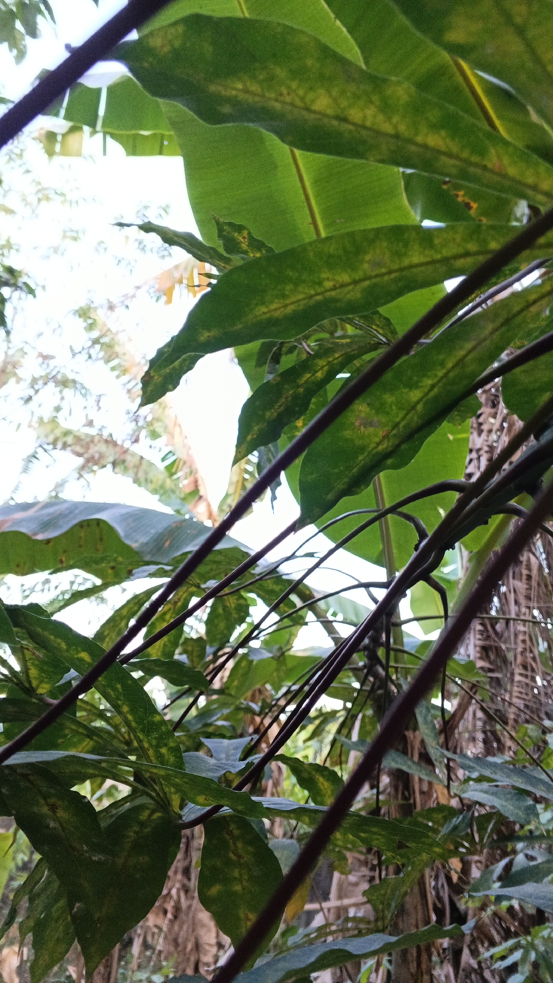 The image is a low-angle shot looking up through dense foliage. Large green leaves, some with yellow mottling, dominate the foreground and midground. Thin, dark stems or branches crisscross the scene, obscuring parts of the leaves and the background. The background is a blur of light sky and more greenery, suggesting an outdoor environment in a tropical or subtropical location. The overall impression is one of being immersed in lush vegetation. The specific location in the city of Unknown, Unknown cannot be determined from the visual information provided.