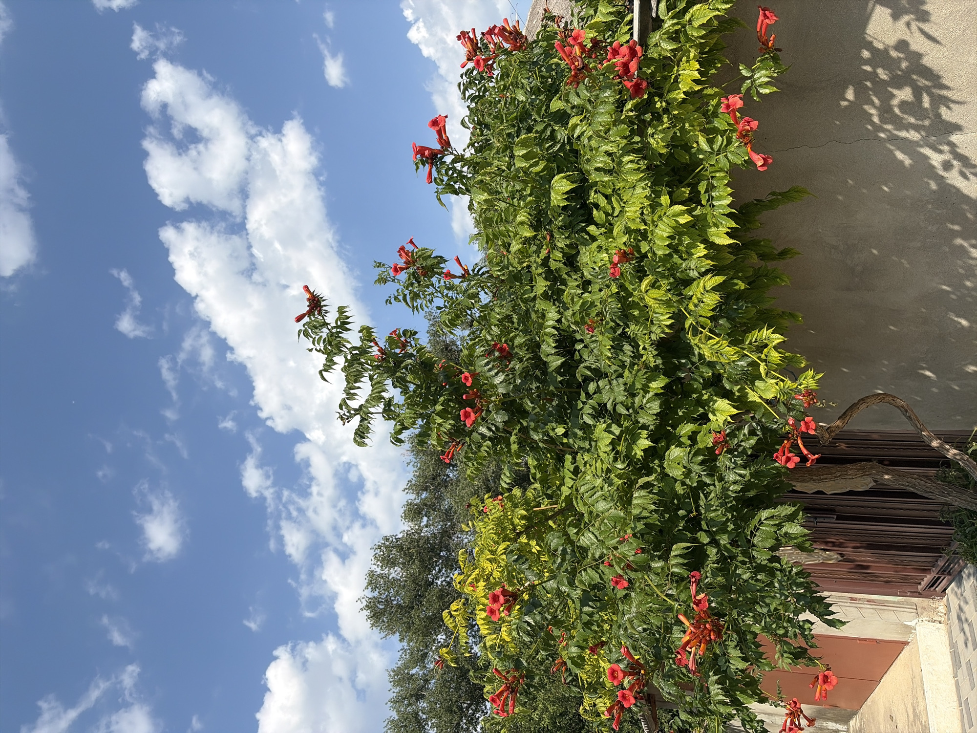 In the city of Oxentea, Moldova, a vibrant Trumpet Vine with clusters of bright red flowers climbs against a neutral-colored wall. The vine's lush green leaves form a dense canopy, interspersed with the trumpet-shaped blossoms. The plant's trunk is visible, showing a curved, woody stem. To the left, a section of a brown metal gate and a portion of a reddish-brown door are visible, along with a paved pathway. The background reveals a line of trees and a bright blue sky dotted with fluffy white clouds. Sunlight casts shadows of the foliage onto the wall, creating a dappled pattern.