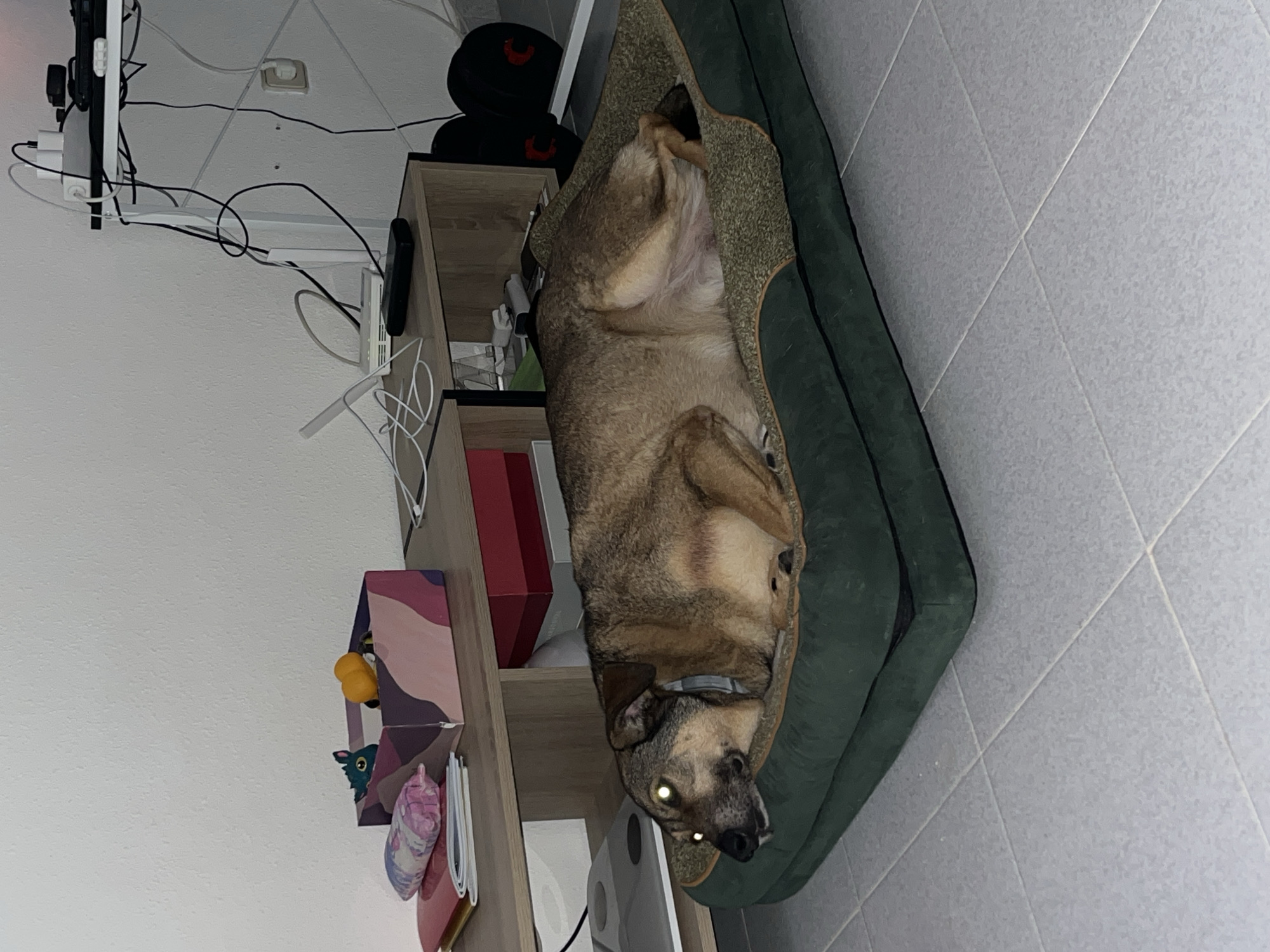 The image shows a dog lying on its back in a green dog bed. The dog is a medium-sized breed with short, brown and gray fur. Its eyes are glowing yellow, likely due to the flash from the camera. The dog appears relaxed and comfortable.
The dog bed is placed on a tiled floor. To the left of the dog, there is a wooden shelf unit with several items on it, including books, decorative objects, and what appears to be some sort of electronic device. The shelf unit is a light-colored wood. Above the shelf, a white wall is visible, with some wires and electrical outlets. One of the outlets has a white plug inserted.
The overall scene suggests an indoor setting, likely a home. The lighting is dim, with a strong light source coming from the direction of the camera, causing the dog's eyes to reflect. The time of day is unclear, but the dim lighting might suggest evening or night. The location context of Torrevieja, Spain, provides a geographical reference, but there are no specific visual cues in the image to confirm this. No text is visible in the image.