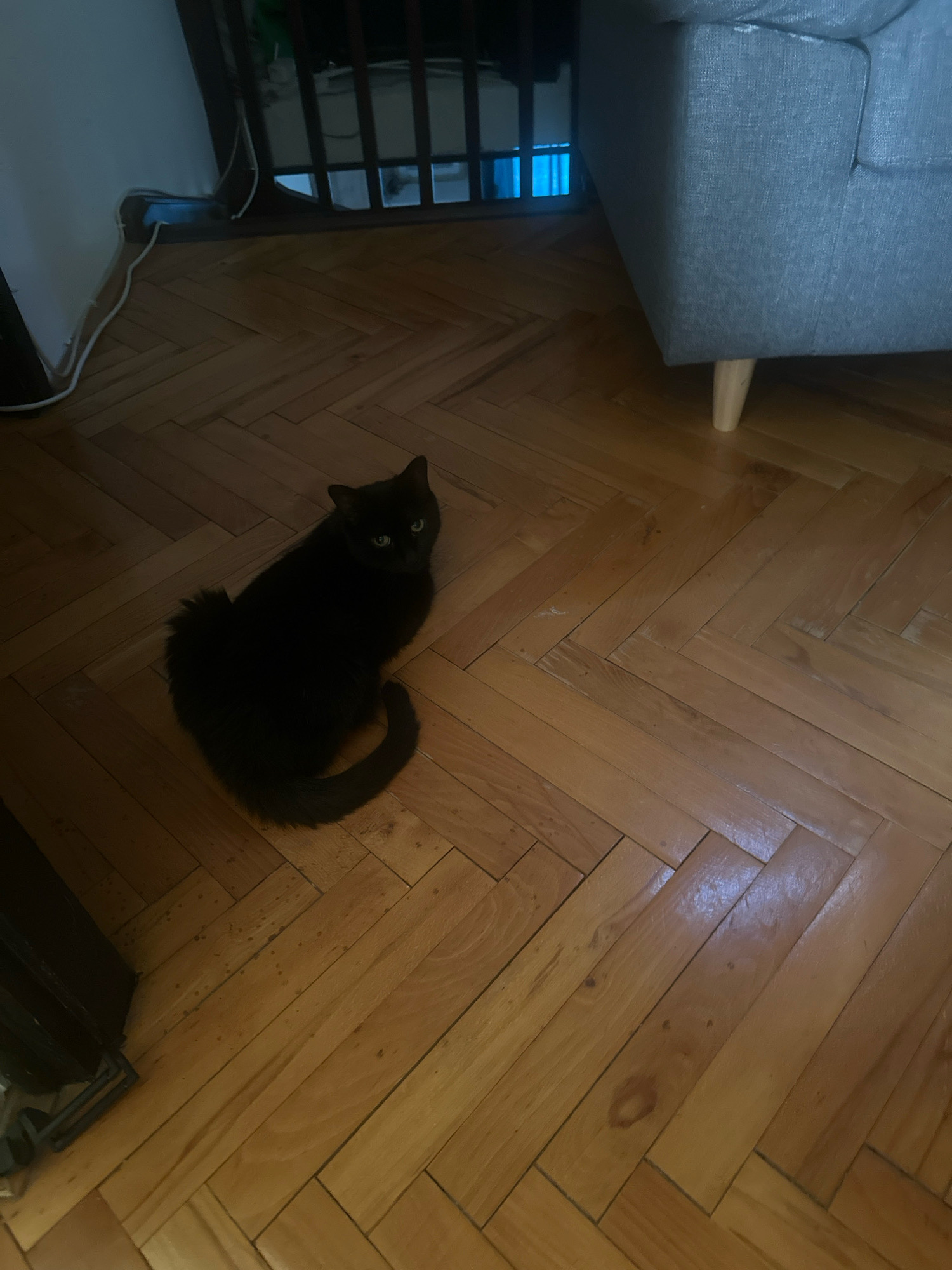 A black cat is sitting on a hardwood floor in what appears to be a residential setting. The cat is facing the camera, with its green eyes visible. The floor is made of wooden planks laid in a herringbone pattern. To the right of the cat, a portion of a grey upholstered sofa with wooden legs is visible. In the background, a dark wooden crib or playpen is present. The scene is dimly lit, with some light filtering in from what appears to be a window behind the crib. The image does not contain any contextual information or visual cues that would allow for the determination of its location in the city of Belgrade, Serbia.