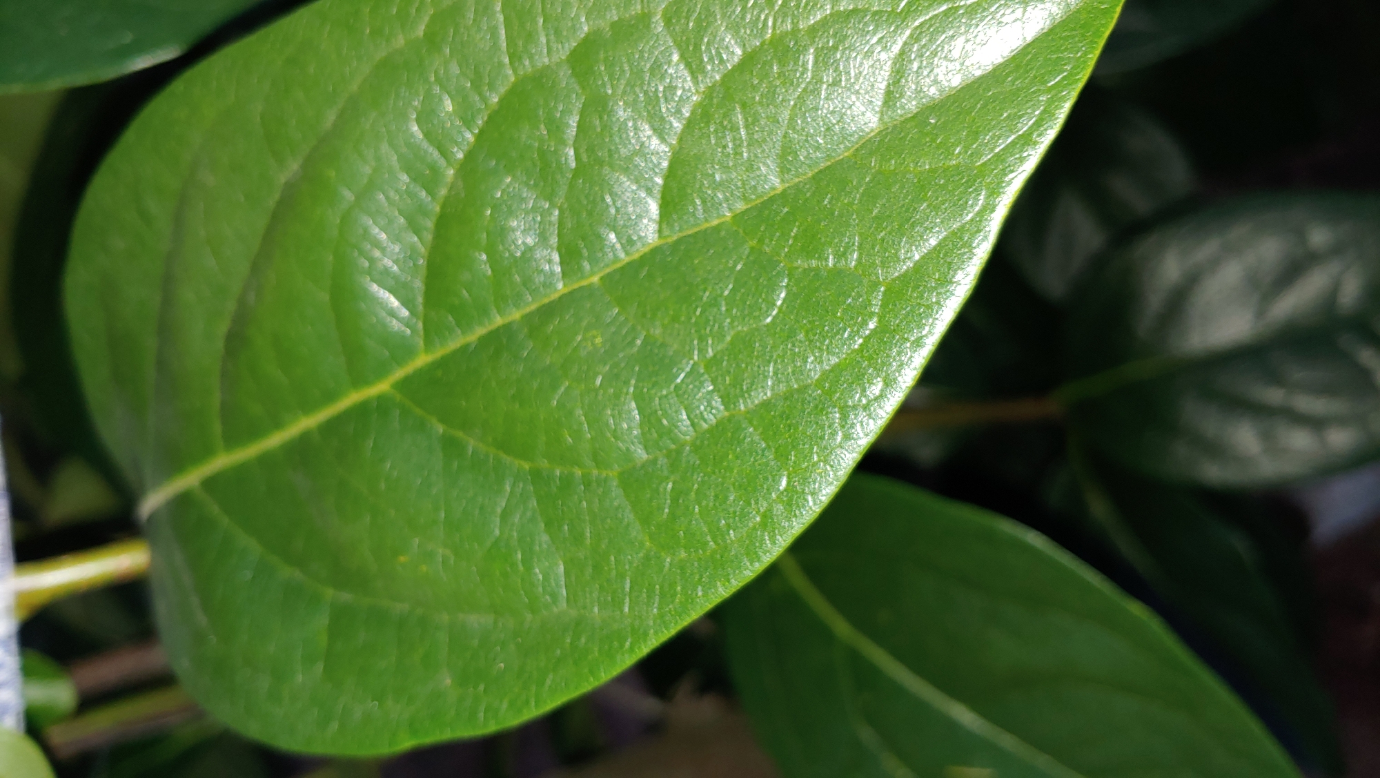 The image shows a close-up of a vibrant green leaf with prominent veins. The leaf appears healthy and is the primary subject. The background is dark and out of focus, with hints of other green foliage and a thin stem. There are no people, buildings, or specific landmarks visible that would allow for a determination of location within Mukachevo, Ukraine. The lighting suggests an indoor or shaded outdoor setting.