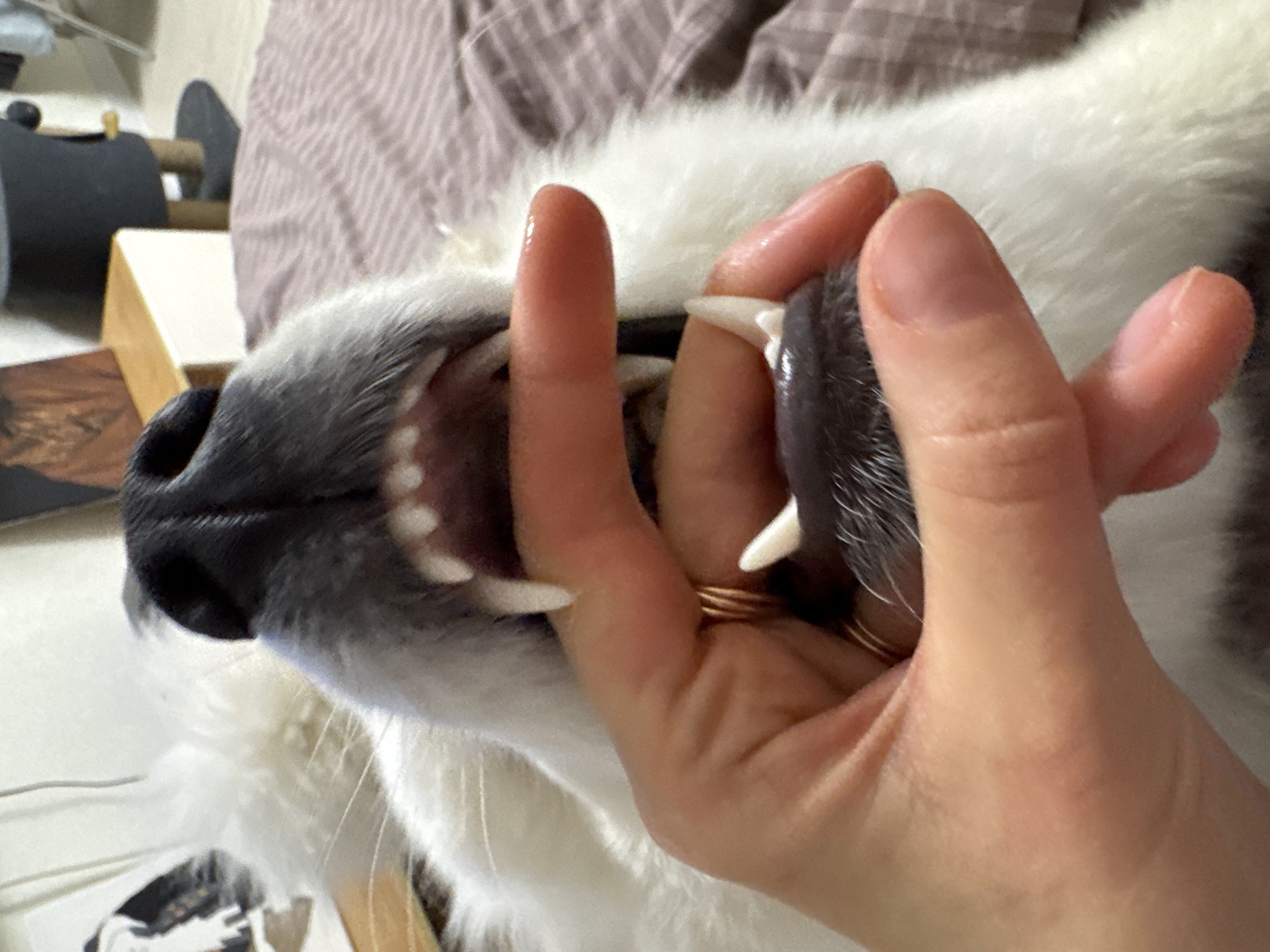 A human hand is holding open the mouth of a white and gray dog, displaying its teeth. The dog is lying on what appears to be a bed with a patterned blanket. The background is somewhat blurry, showing a table with various objects on it. There is no information about the location in Chaikovsky, Russia.