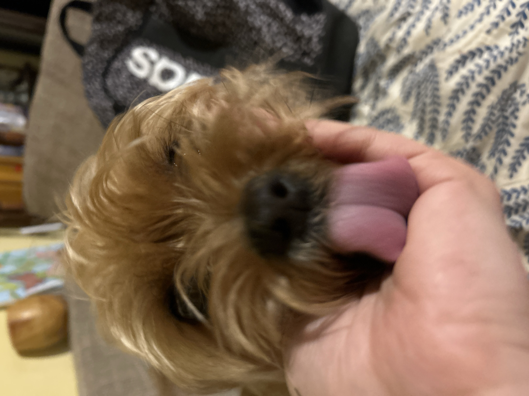 A close-up image shows a small, tan-colored dog, possibly a Yorkshire Terrier, with a black nose and a pink tongue sticking out. A human hand is visible, presumably holding or petting the dog. The background is blurred, showing a gray bag with white lettering and a patterned blue and white fabric. A wooden object and what appears to be a map are slightly visible in the lower left corner. There is no information that allows to identify the location in the city of Burgas, Bulgaria.