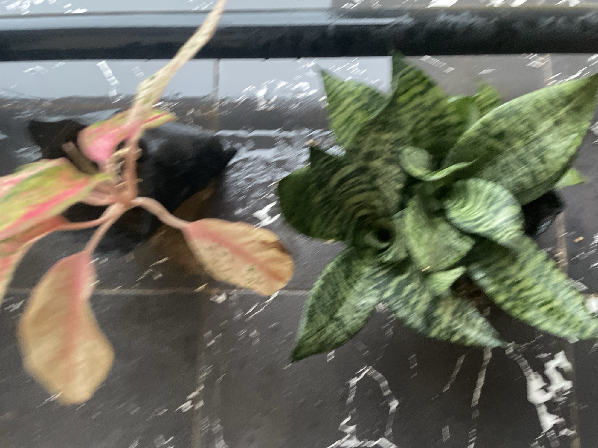 The image shows two potted plants on a dark, marbled surface, likely a table or countertop. The top plant has variegated leaves with shades of pink and light green, and appears to be in a black plastic pot. The bottom plant is a snake plant (Sansevieria trifasciata), with its characteristic dark green, sword-shaped leaves marked with lighter green patterns, also in a black pot. The background consists of a reflective surface with vertical lines, possibly indicating a window or wall. The scene is indoors and appears to be in a well-lit environment. The specific location in Abuja, Nigeria cannot be determined from the visual information provided.