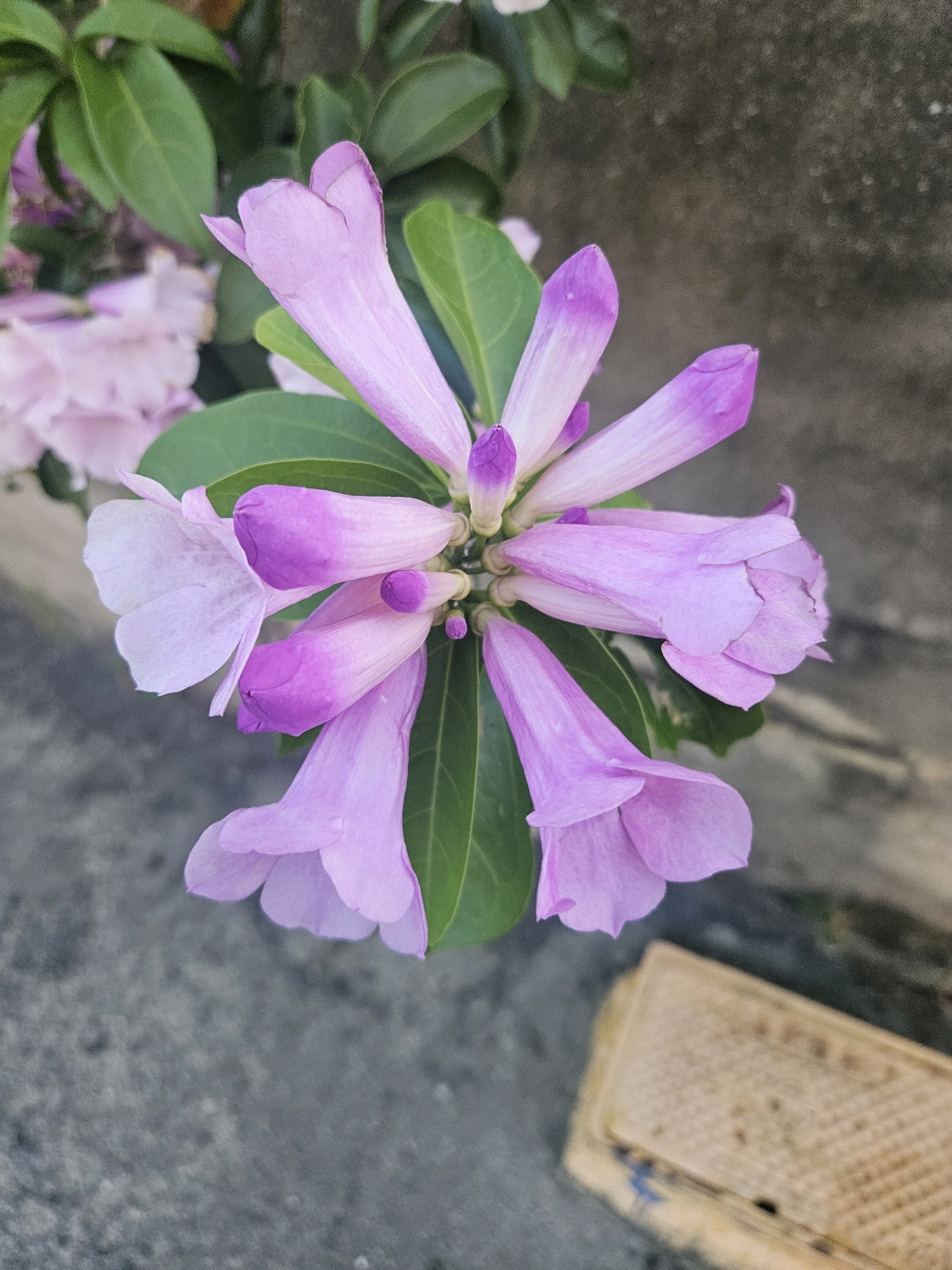 A cluster of lavender flowers with green leaves is in focus in the center of the image. The flowers are tubular with flared openings and are arranged in a radial pattern. The background is a textured, mottled gray surface, possibly a wall, and a blurred beige object with a grid pattern is visible in the lower right corner. The setting appears to be outdoors. The image does not provide specific location details within Huwei Township, Taiwan.