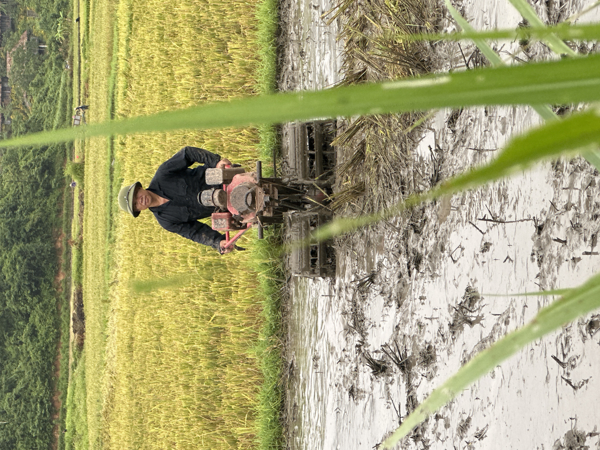 A person wearing a dark shirt and a conical hat operates a tiller in a flooded rice paddy. The rice stalks in the background are yellow, indicating they are mature and ready for harvest. The foreground is muddy water with remnants of harvested rice. The scene is set in a rural landscape, likely in Mai Chau, Vietnam, with lush green hills in the distance.