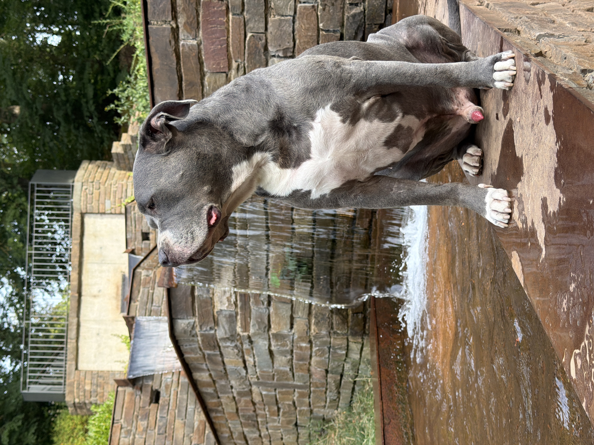 A grey and white American Pit Bull Terrier sits on a stone ledge next to a multi-tiered waterfall in a park. The dog is facing to the left, looking up and slightly to the side with its mouth slightly open. The waterfall cascades over stacked stone and brick structures. In the background, there are trees and a metal railing on a raised platform. The water in the lower pool is a reddish-brown color. The scene is set in the municipal park of Esch-sur-Alzette, Luxembourg.