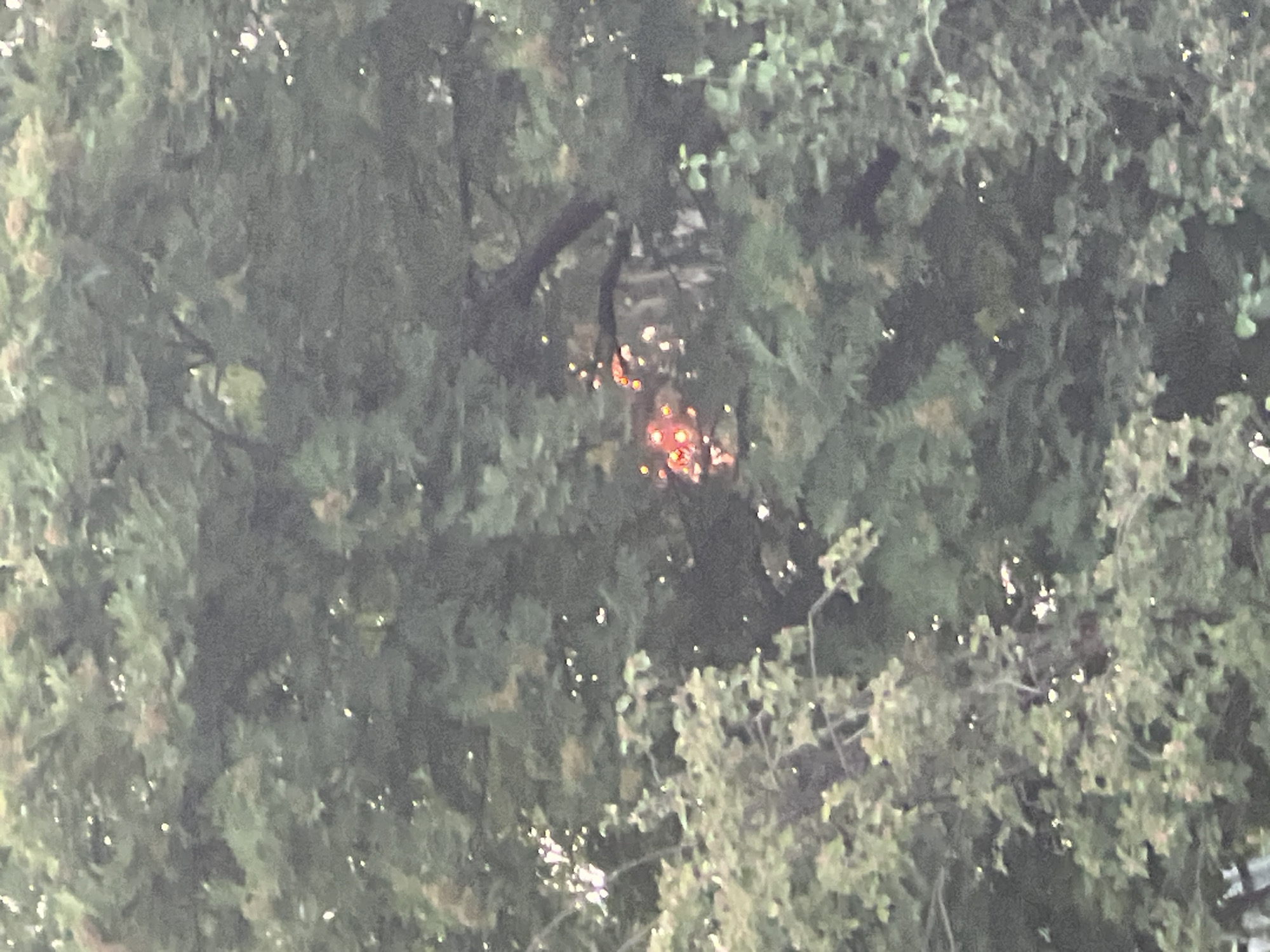 The image displays a close-up view of dense foliage, predominantly green leaves, suggesting an outdoor environment. Within the greenery, a cluster of small, bright red and orange lights is visible. These lights appear to be concentrated and possibly flickering, hinting at a possible source of illumination or a phenomenon like fireflies. The background is obscured by the foliage, making it difficult to discern any specific man-made structures or landmarks. There is no indication of human presence, interaction, or specific actions. The scene appears to be a natural setting, possibly a park or a densely wooded area within the city of Mochische, Russia.