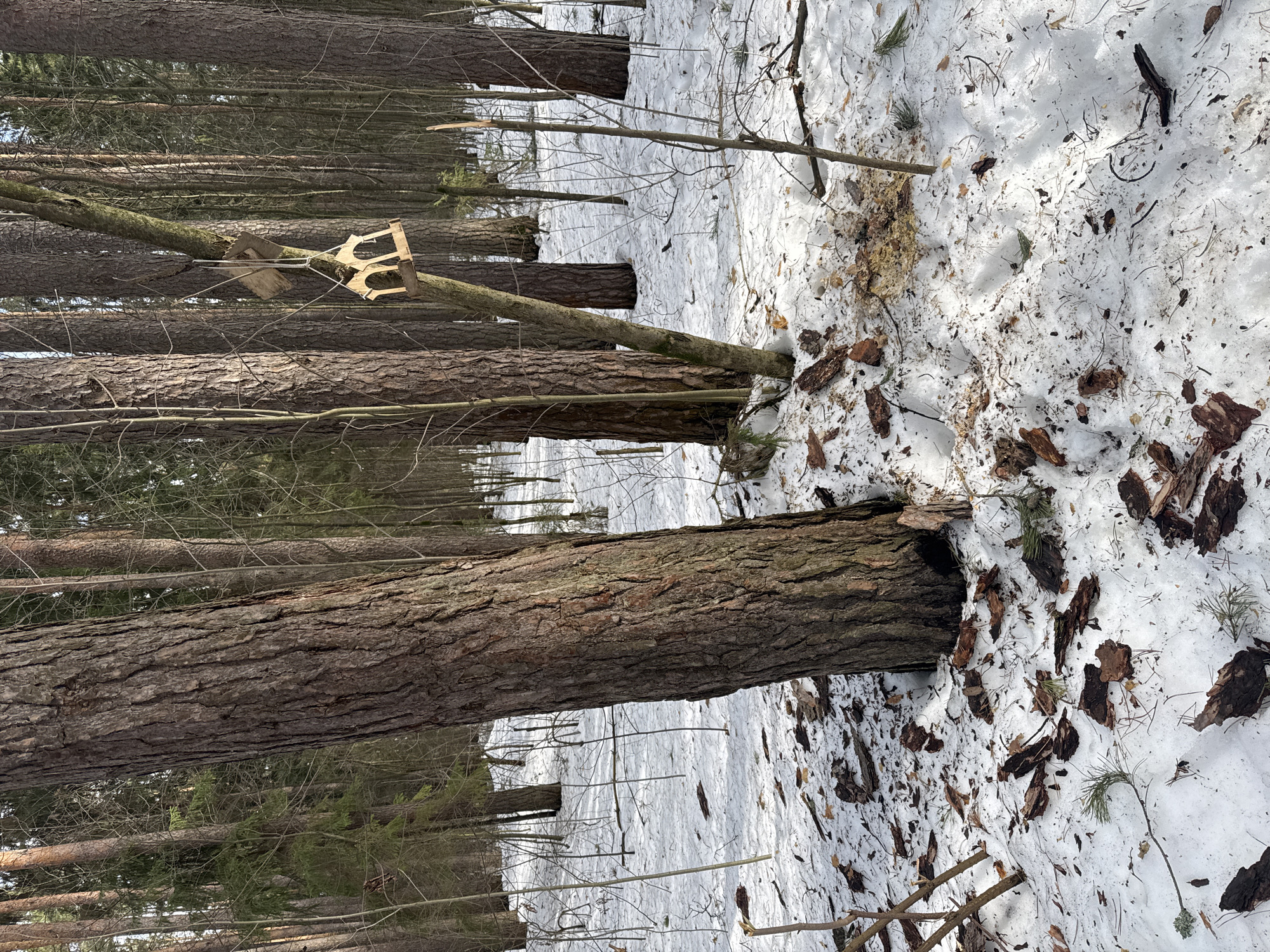 The scene depicts a forest in winter, likely in the vicinity of Votkinsk, Russia, given the prompt's specification. A number of felled trees lie on the snowy ground. One particular tree, slightly elevated above the others, has a wooden structure affixed to it with a metal bracket and rope. Debris of bark and wood is scattered in the snow around the fallen trees. The overall environment suggests a recent logging or clearing operation.