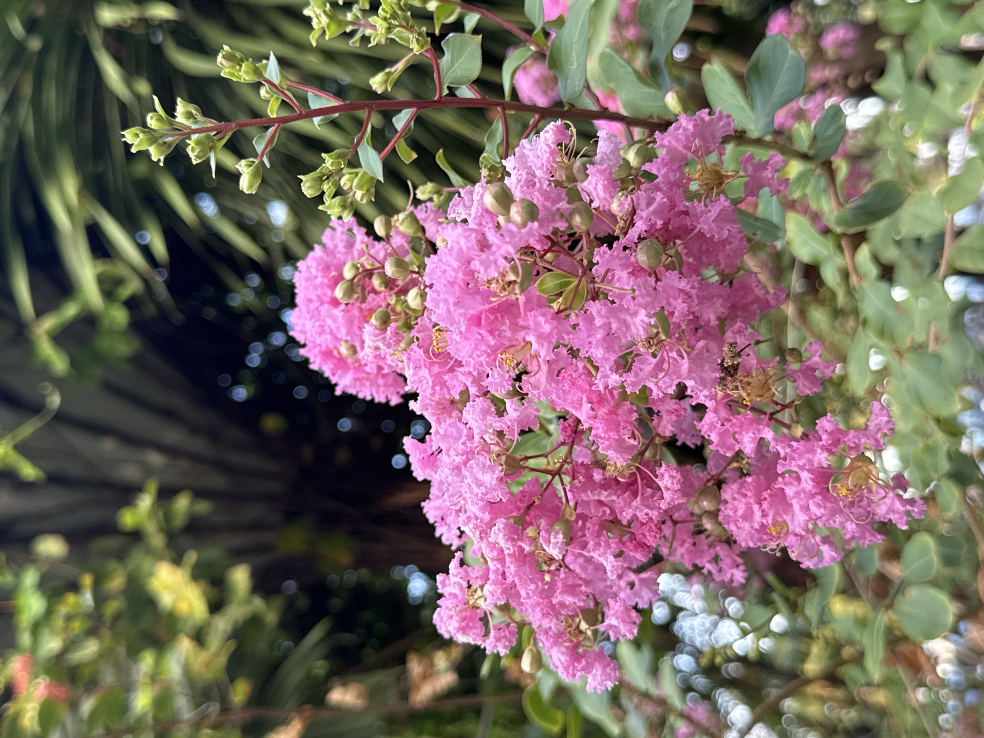 In Nha Trang Ward, Vietnam, a close-up, low-angle shot captures a cluster of vibrant pink crape myrtle flowers in full bloom, dominating the foreground. The flowers are characterized by their delicate, ruffled petals and are interspersed with developing green seed pods and buds. A single reddish-brown stem with several green buds is visible to the right of the pink blooms. The background is softly blurred, revealing lush green foliage, including large, palm-like leaves and smaller green leaves, with bokeh effects from out-of-focus light sources. The lighting suggests an outdoor setting, likely during daylight.