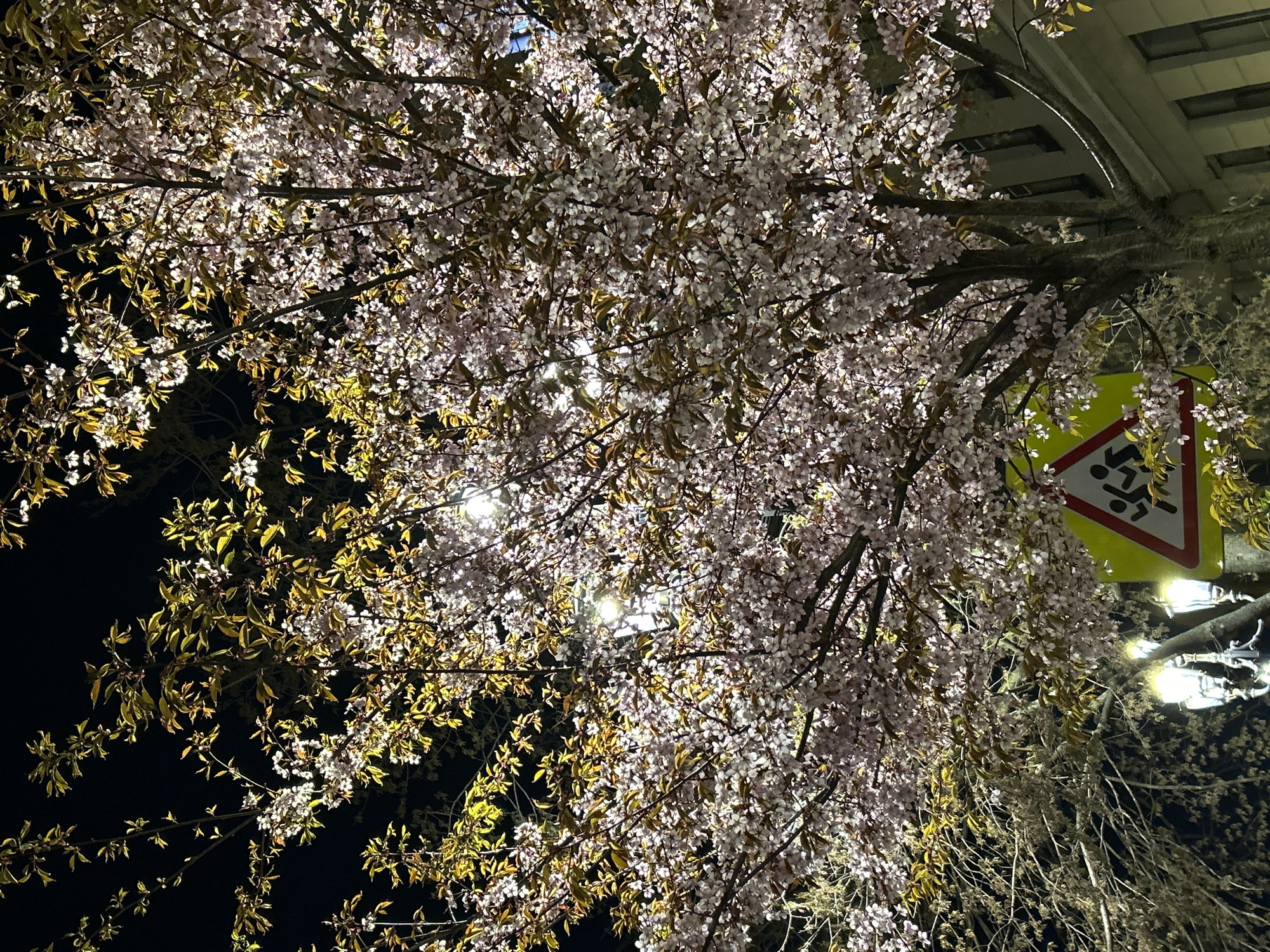 The image captures a vibrant nighttime scene dominated by the canopy of a flowering tree, likely in full bloom. Delicate, light pinkish-white blossoms densely cover the branches, interspersed with glowing light green and yellowish-brown leaves. These natural elements are brilliantly illuminated from below by several bright artificial lights, likely streetlights, which are visible as glowing spheres shining through the foliage against a deep black night sky.
In the upper right corner, a portion of a modern building with dark, rectangular windows is discernible behind the tree branches, hinting at an urban setting. To the lower right, partially obscured by the tree, is a yellow triangular warning sign with a red border. It features two black pictograms depicting stylized figures, one larger and one smaller, in a running or walking posture, commonly indicating a children crossing or pedestrian zone. No explicit text is visible on the sign.
The time of day is clearly night, characterized by the dark sky and reliance on artificial illumination. The weather appears clear, with no visible atmospheric interference. The scene portrays a tranquil yet dynamic interaction between urban infrastructure and nature, set within what is contextually Saint Petersburg, Russia.