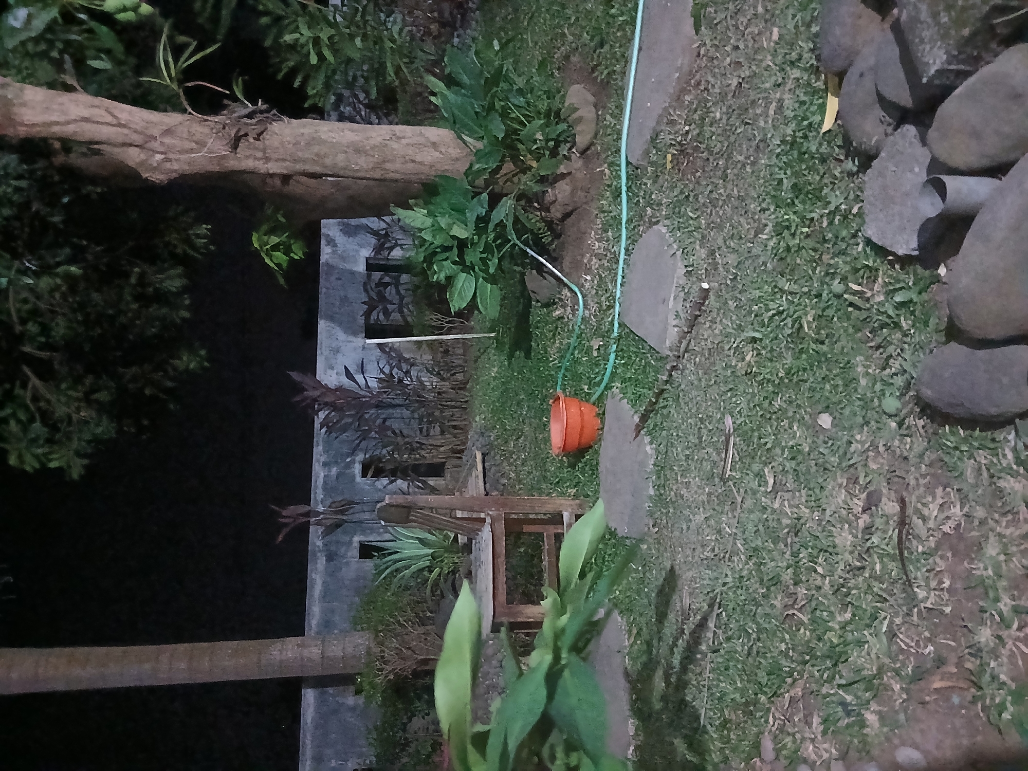 This is a nighttime photograph of a garden area in Sekarputih, Indonesia. The scene features a concrete wall in the background with several openings or niches. To the left, a tall, thin tree trunk stands prominently. In the mid-ground, a wooden chair with a slatted back is positioned on the grass, and next to it, an orange plastic bucket rests on the ground. A light blue hose extends from the bucket and curves across the grass. A large tree with a thick trunk is located on the right side of the image, with lush green plants growing around its base. The ground is covered in green grass and scattered paving stones. The overall lighting suggests it is nighttime, with some artificial light sources not visible in the frame.