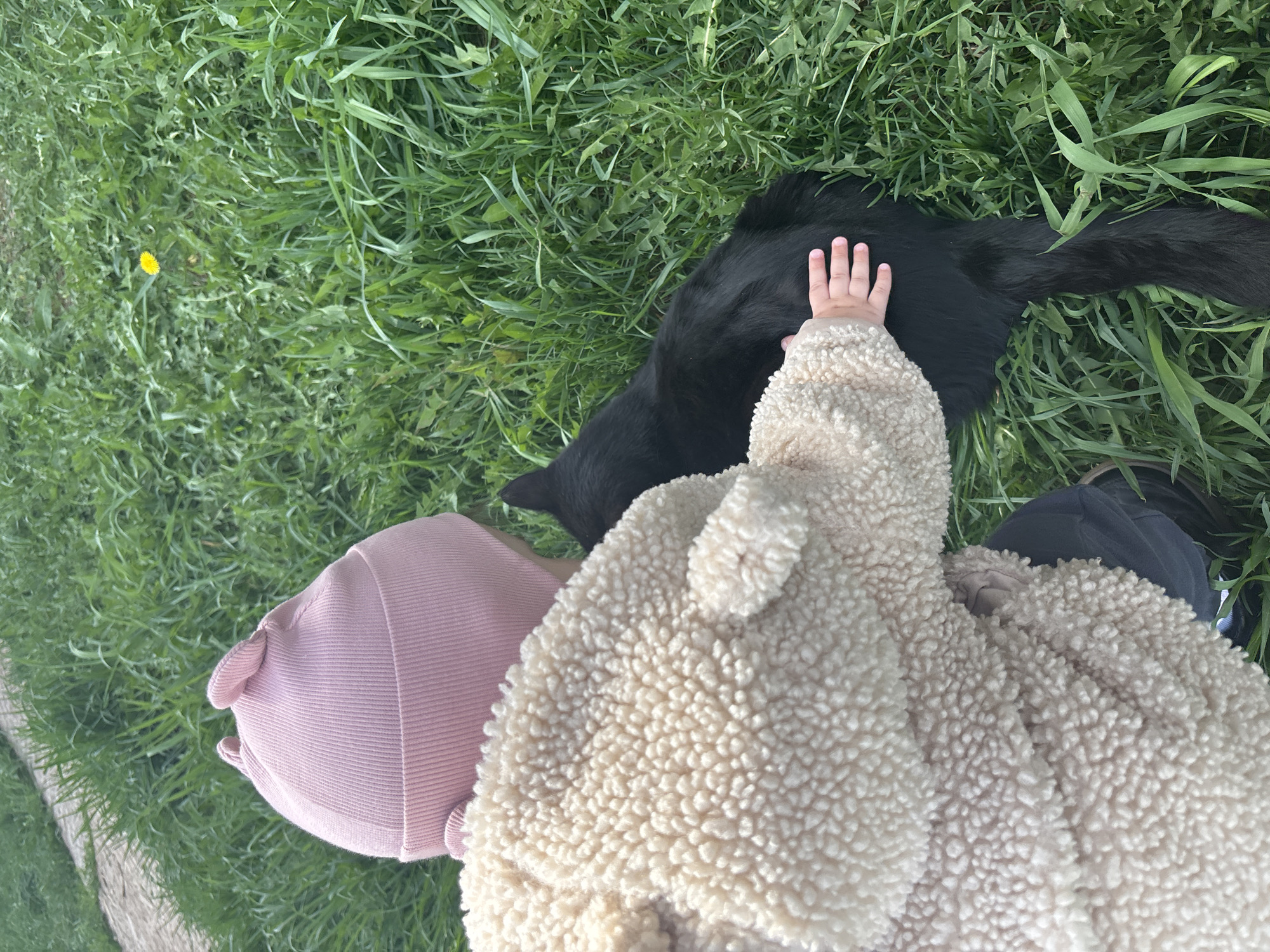 A child wearing a pink hat and a cream-colored sherpa jacket is touching a black dog in a grassy area. A single yellow dandelion is visible in the grass. The scene is composed from an overhead perspective. The location is Niva, Russia.