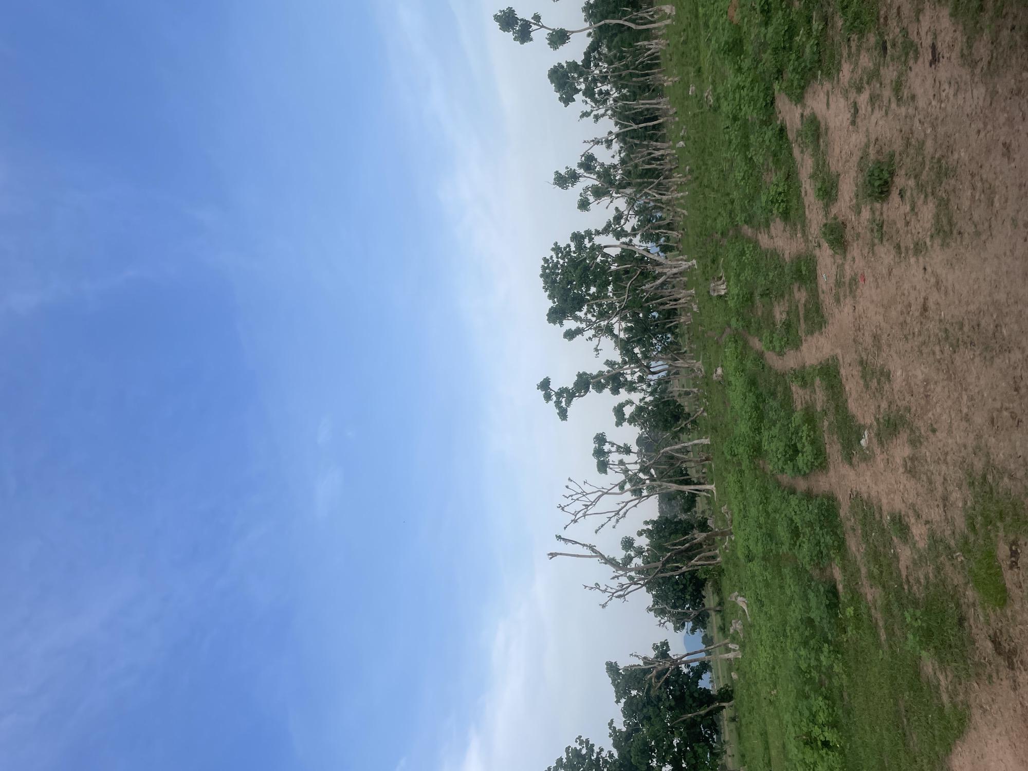 A wide shot captures an overcast sky with wispy clouds over a grassy, dirt-covered hill in Jauro Yinu, Nigeria. The foreground is dominated by a dirt path, with sparse green vegetation growing alongside it. The midground features a dense cluster of trees, some with full green canopies, others appearing bare with lighter trunks and branches. A few distant trees are visible on the horizon. The overall scene is natural and undeveloped.