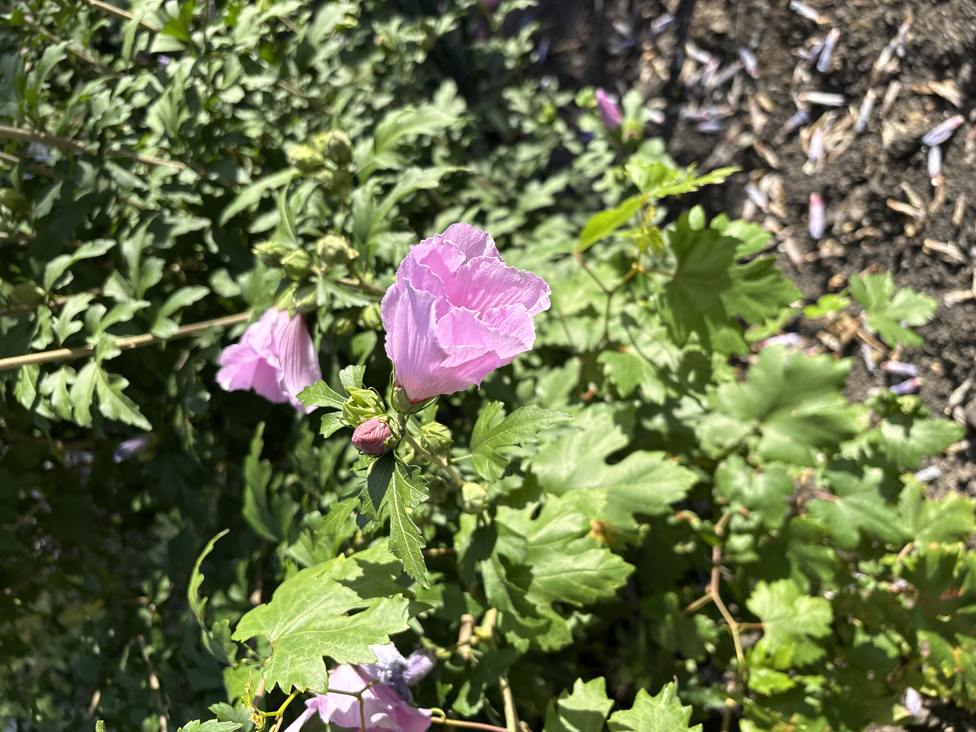 The image displays a close-up view of pink hibiscus flowers and green foliage in an outdoor setting. The flowers are vibrant and in focus, with delicate petals. The leaves are lush and varied in shape and size, creating a natural backdrop. The ground beneath the plants appears to be dark soil with scattered organic matter. The lighting suggests a sunny day, casting shadows and highlighting the textures of the plants. There are no people or discernible actions captured in the frame. The scene appears to be in a garden or natural environment.