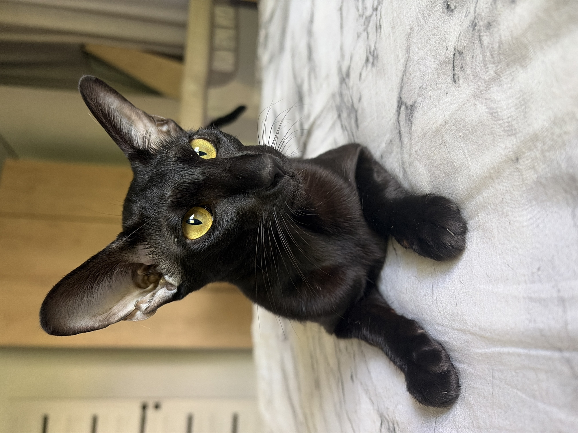 A black cat with large, bright yellow eyes and prominent ears is captured in a close-up, tilted shot. The cat is lying on a surface with a marbled or textured pattern, possibly a blanket or bedspread, which is predominantly white and grey. Its body is mostly black, with its fur appearing sleek and glossy. The cat's paws are visible, extended slightly.
In the background, out of focus, are elements suggesting an indoor setting. There are hints of wooden structures and shelves, possibly part of furniture or shelving units. The lighting suggests it might be daytime, with natural light contributing to the scene. The cat's gaze is directed upwards and to the side, with a curious or alert expression. Its long, white whiskers are clearly visible. The overall impression is intimate and focused on the animal's features and posture. There is no visible text in the image.