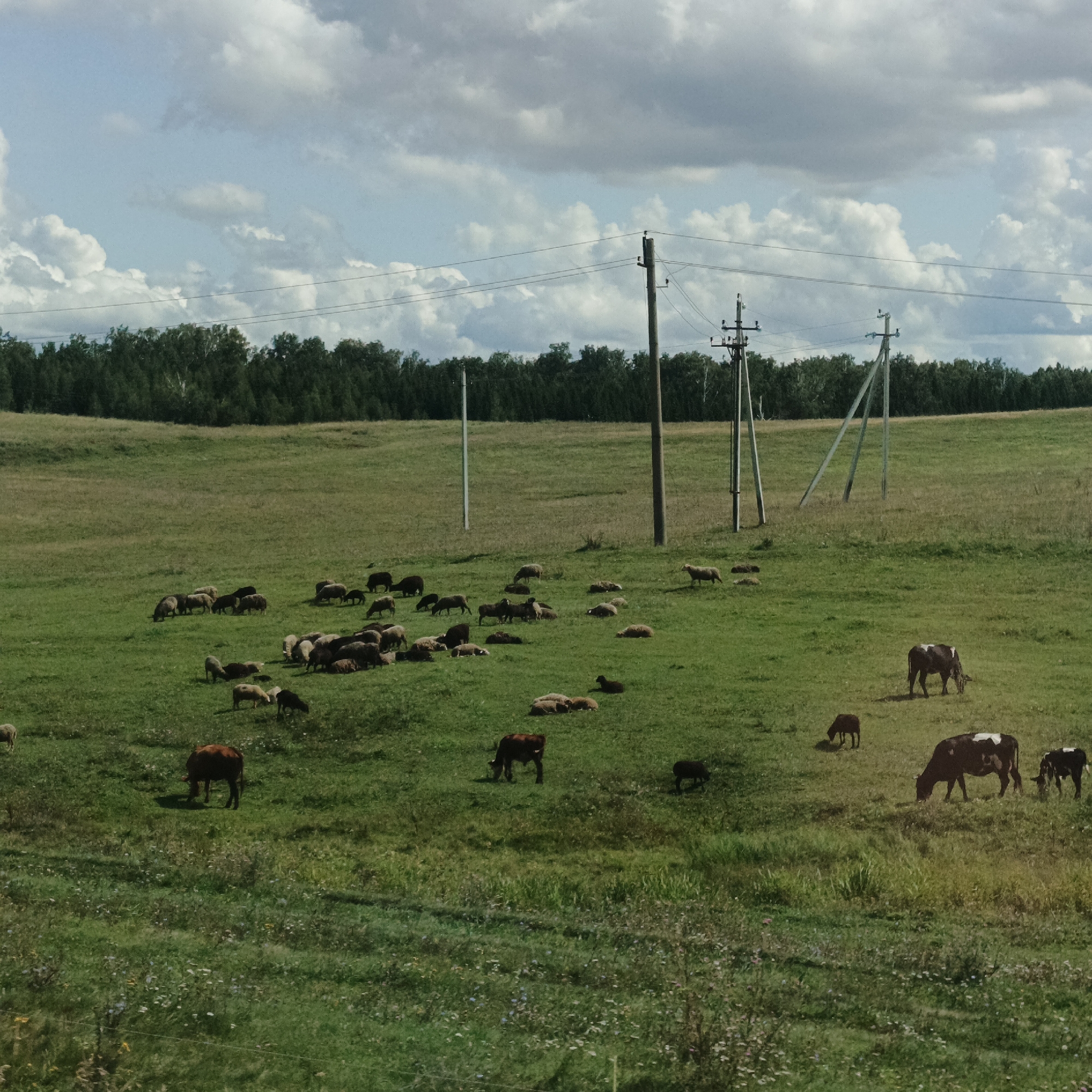 The image depicts a pastoral scene in the vicinity of Старогумерово, Russia. A wide, gently rolling green meadow dominates the landscape, dotted with grazing livestock. Several herds of sheep are scattered across the field, with some actively feeding and others lying down. A few cows are also visible, some grazing and others standing. In the background, a dense line of dark green trees forms a natural border to the meadow. Power lines stretch across the scene, supported by utility poles, indicating the presence of infrastructure in this rural setting. The sky above is partly cloudy, with a mix of white and gray clouds against a pale blue background. The overall impression is one of a calm, sunlit day in the Russian countryside.