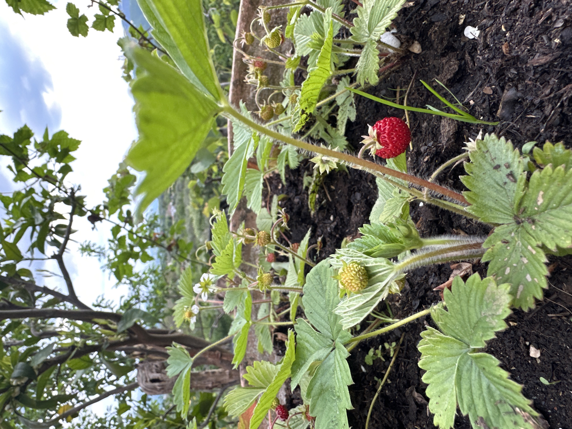 A medium-angle shot shows a strawberry plant growing in a pot. The plant has green leaves, some of which are large and dominant in the foreground. There are also several small, unripe strawberries, along with one ripe, red strawberry. The soil is dark and moist, with a few weeds growing among the strawberries. The background features a blurred view of what looks like a city, possibly situated in a valley. The weather appears to be mild, with a few clouds visible in the sky. A tree branch with leaves is situated on the left.