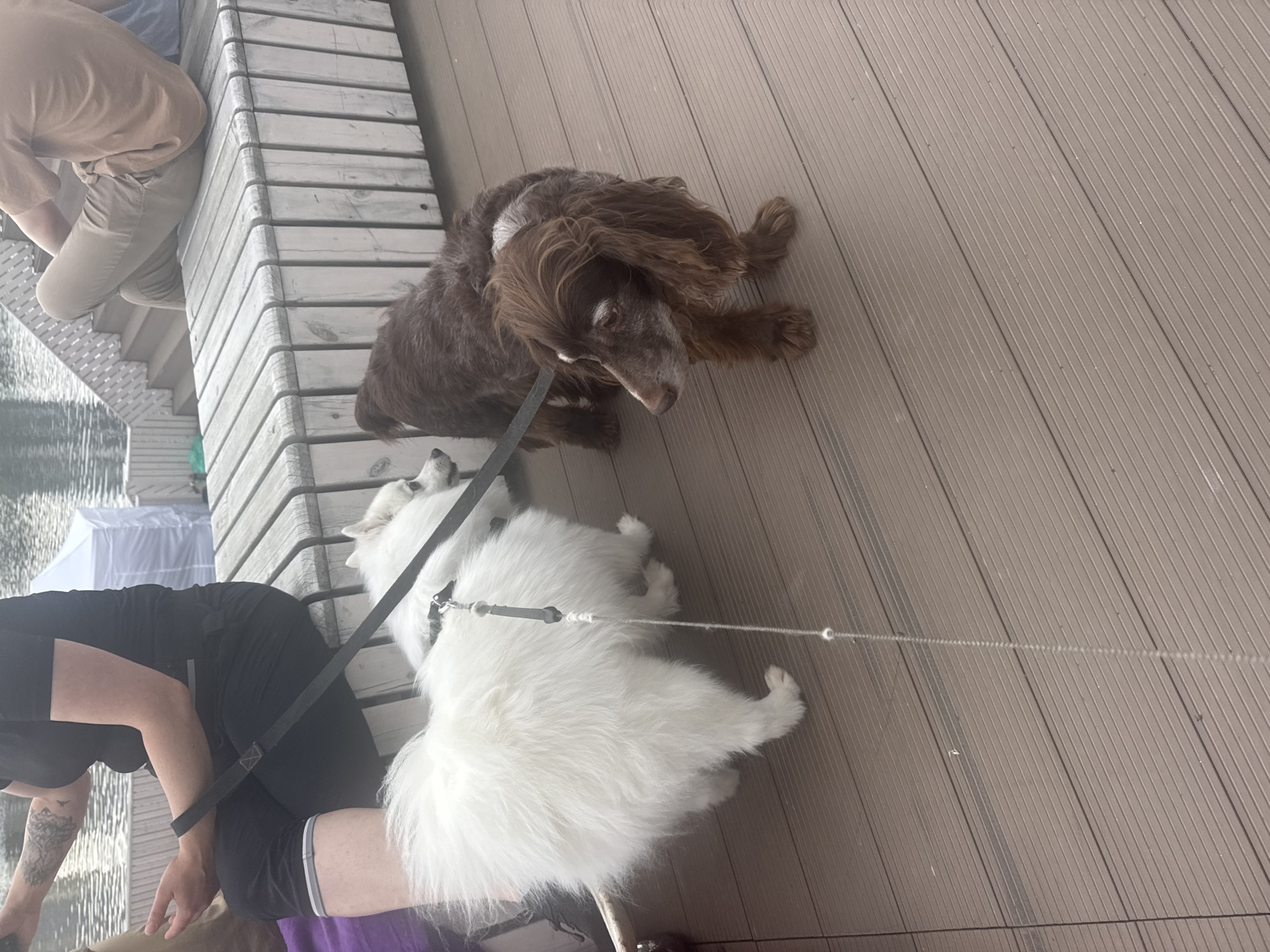 The image shows two dogs on a wooden deck. The dog on the left is white and fluffy, possibly a Japanese Spitz. The dog on the right is brown with longer, wavy fur, likely a Cocker Spaniel. Both dogs are leashed. A person wearing black pants and a black t-shirt, with tattoos on their left arm, is seated on a wooden bench to the left, holding the leash of the white dog. Another person, wearing beige pants and a tan t-shirt, is seated on a bench in the background to the right, also on a wooden structure. The environment appears to be an outdoor area with a body of water and some structures in the background, possibly near a waterfront. The image does not provide any specific information that would allow for its localization in Yekaterinburg, Russia.