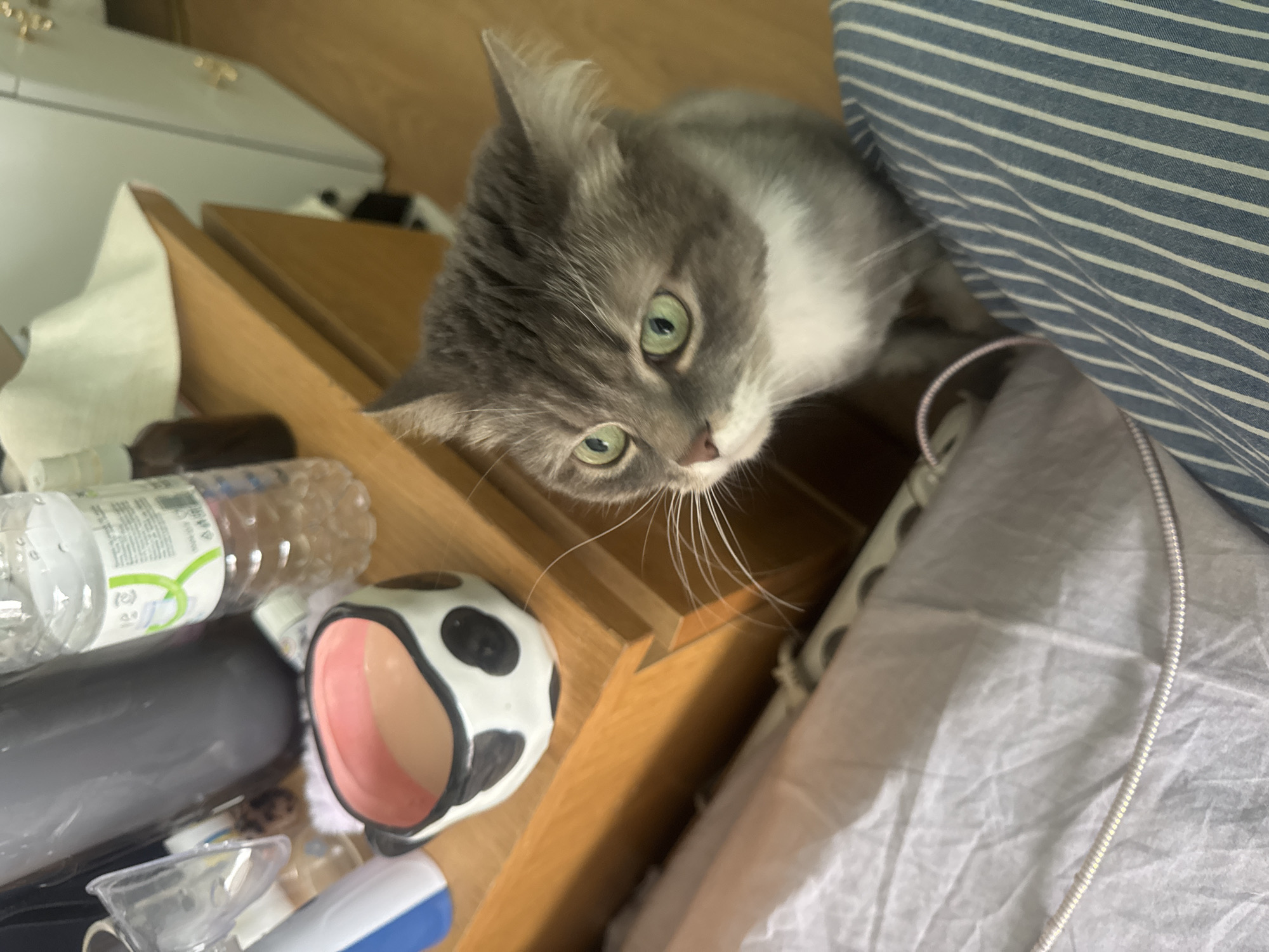 An eye-level shot captures a domestic cat, featuring grey and white fur and striking green eyes, peeking down from above a wooden surface. The cat's head is tilted slightly, and its large, alert eyes are focused downwards, suggesting curiosity or observation. Long, prominent white whiskers frame its nose.
The cat is positioned next to what appears to be a bed or sofa covered with a blue and white striped fabric. Below the cat and on the wooden surface, several household items are visible. These include a clear plastic water bottle with an unreadable light green label, a dark grey cylindrical object, a distinct black and white spotted mug with a pink interior, a small clear plastic funnel, a brown bottle, and a white and blue electronic device. A wrinkled white fabric and a white coiled cord are also visible further down and to the right. The setting appears to be indoors, likely a personal living space or bedroom, characterized by wooden furniture. The lighting is soft and even, indicating either diffused daylight or artificial illumination. No specific visual cues confirm the given location context of Moscow, Russia.
