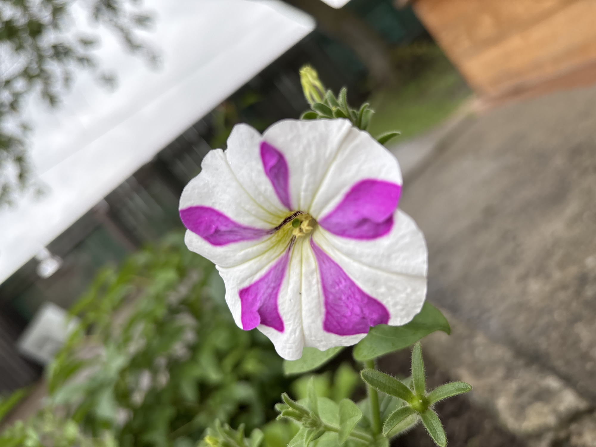 A close-up, eye-level, vertical outdoor shot focuses on a single, bi-colored petunia flower, predominantly white with vibrant magenta stripes radiating from its center. The flower's petals are slightly curled, with a few water droplets visible on their surface. To the left of the flower, green leaves and a small, unopened bud are present. The background is softly blurred, showing foliage, a fence, and an overcast sky. The scene appears to be in a garden setting. No individuals or specific city landmarks are identifiable. The location is not specified as Gonja, Russia.