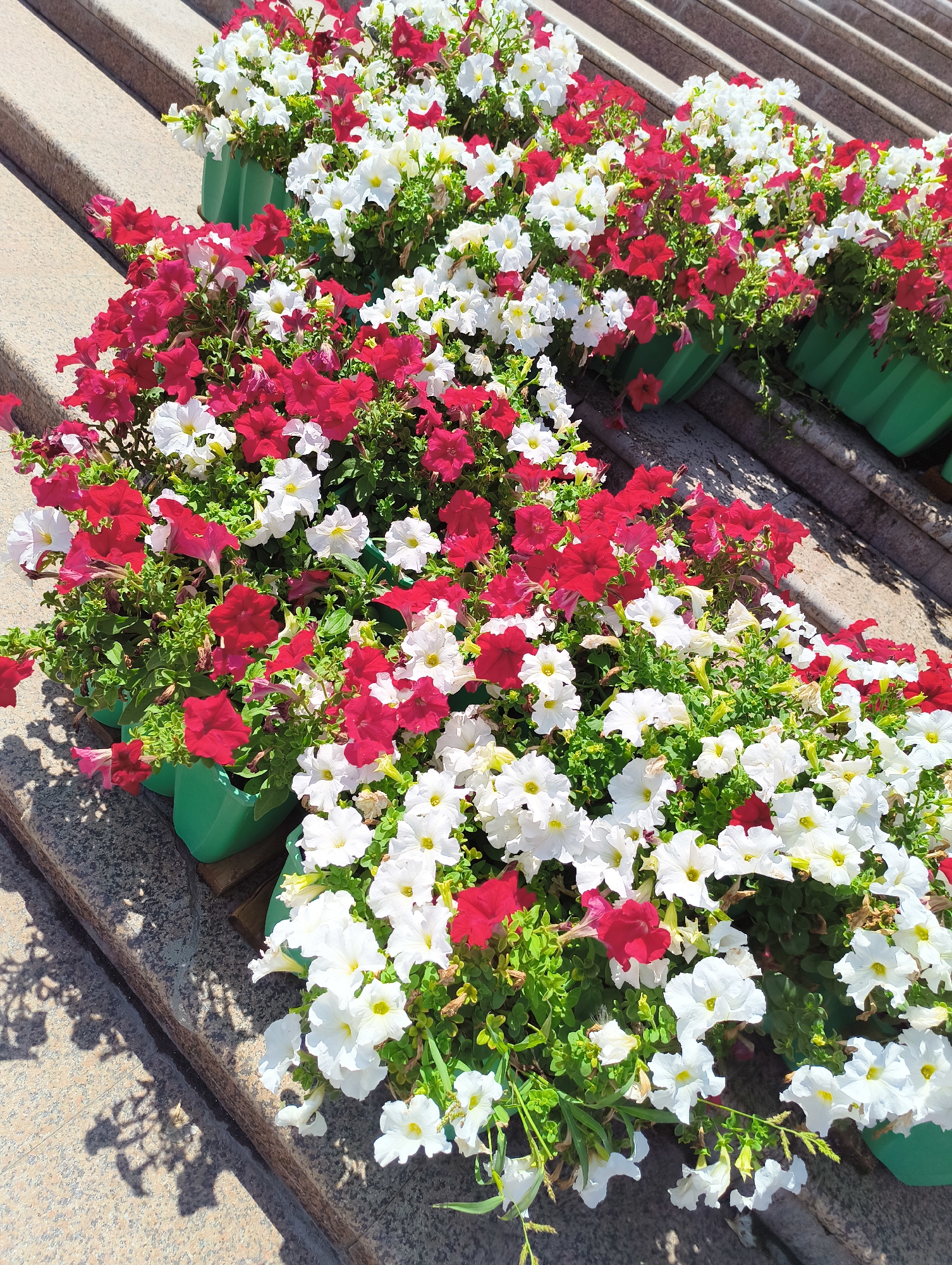 The image shows a close-up view of several green planters filled with red and white petunias. The planters are arranged on concrete steps, which are visible in the background and foreground. The steps appear to be made of stone with a speckled pattern. The flowers are in full bloom, with some petals slightly wilted. The lighting suggests it is daytime, with shadows of the flowers cast on the steps. The scene is likely an outdoor public space.