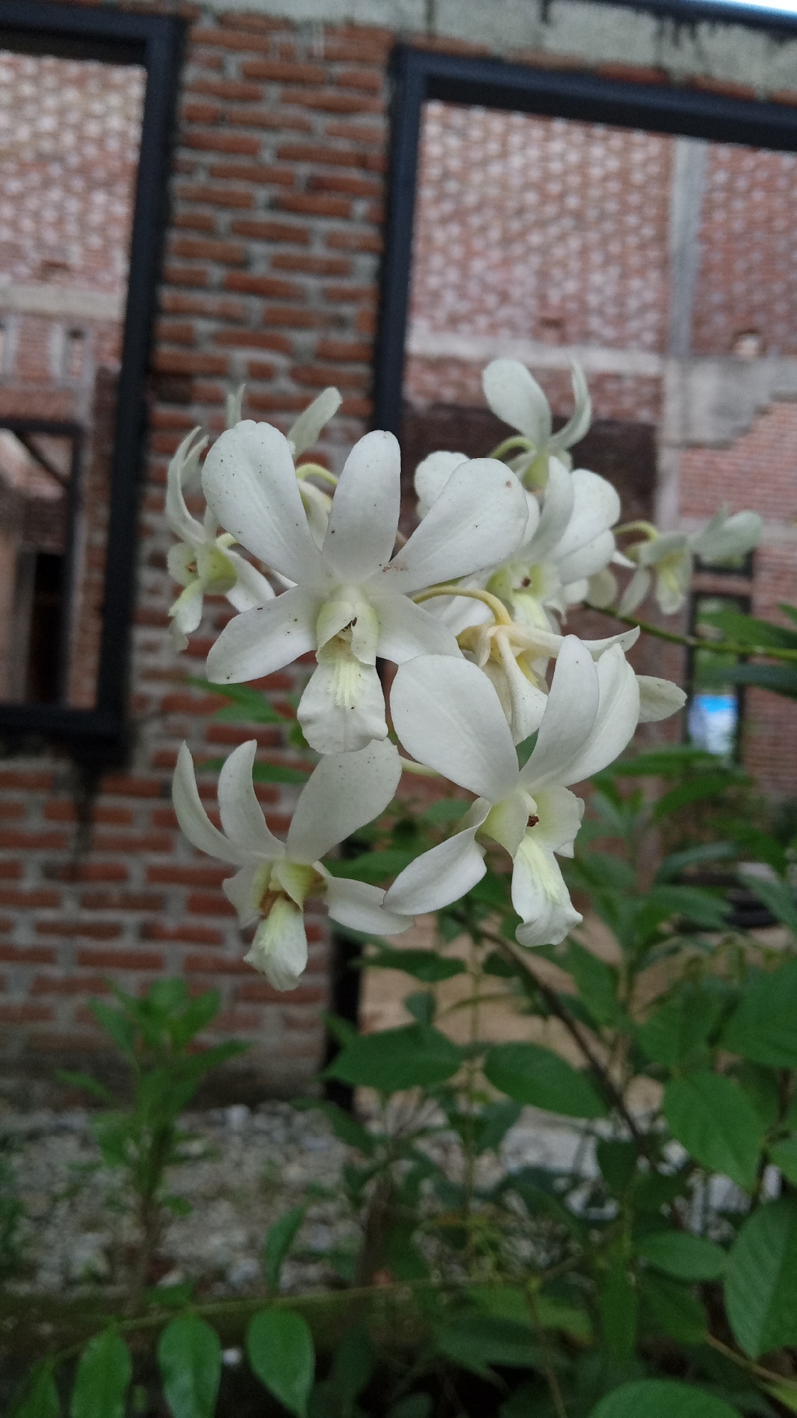 A close-up shot focuses on a cluster of delicate white orchids in bloom. The flowers have prominent petals and a yellowish-white center. They are arranged on a stem, with some petals slightly curled and others more open. Lush green foliage of the orchid plant is visible at the bottom of the frame, with some leaves out of focus.
In the background, a brick wall forms the primary backdrop. The bricks are a reddish-brown color, and they appear to be part of a building under construction or renovation, as suggested by the exposed structural elements and framing. Two dark rectangular window frames are prominent against the brickwork, one to the left and one to the right, creating a sense of depth. The overall lighting suggests it is daytime, possibly overcast, as there are no strong shadows. The scene appears to be outdoors, in a garden or yard setting adjacent to a building. The location is identified as Palohpanyang, Indonesia. No people are visible in the image. There is no visible text.