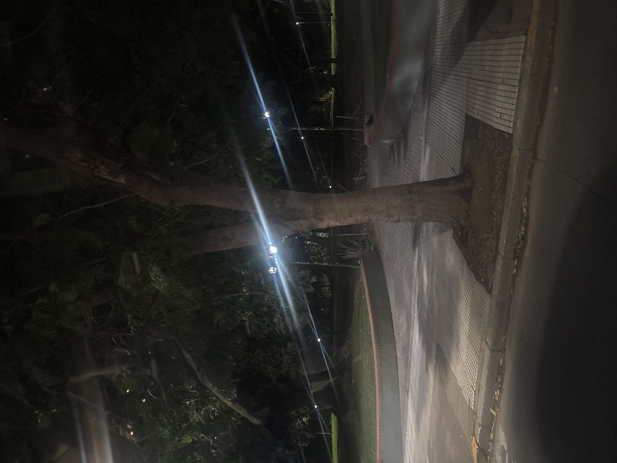 A long tree trunk lies across a sidewalk made of square blocks in Buenos Aires, Argentina. The tree trunk extends from the left side of the image to the center, its branches obscured by darkness. Streetlights illuminate the scene, creating vertical streaks of light through the frame. Adjacent to the sidewalk is a grassy area. The right side of the image features an asphalt road. The overall scene appears to be at night in a park.
