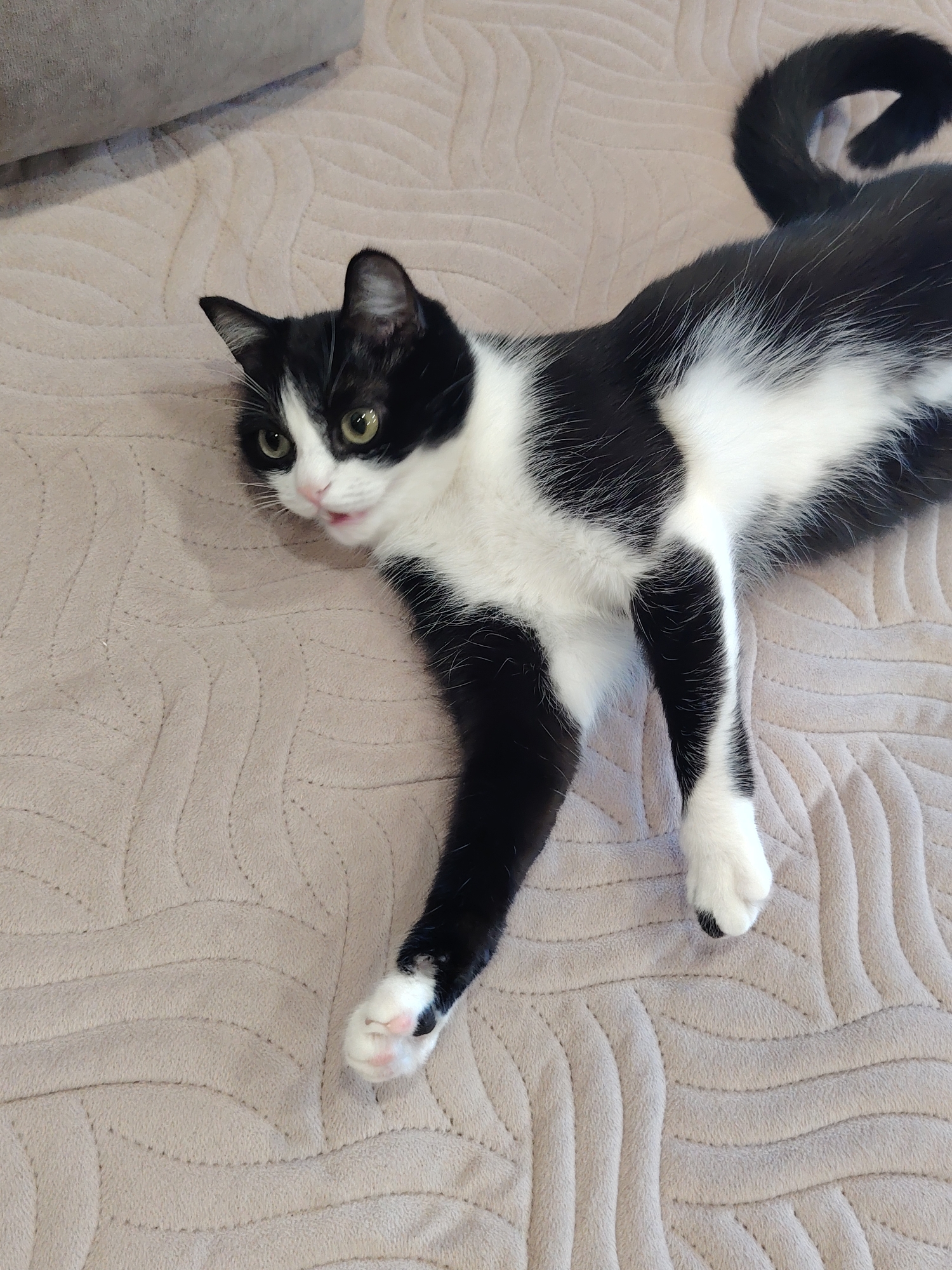 A black and white cat is lying on its side on a beige textured blanket. The cat's head is turned to the left, with its mouth slightly open. Its eyes are wide and green. Its left front paw is extended forward and resting on the blanket, showing its pink paw pads and white fur. The cat's body is mostly black with white patches on its chest, belly, and tail. The background is a blurred beige blanket with a wavy pattern. The scene is indoors, likely in a home. There are no people or other animals visible in the image. The location is described as Unknown, Unknown.