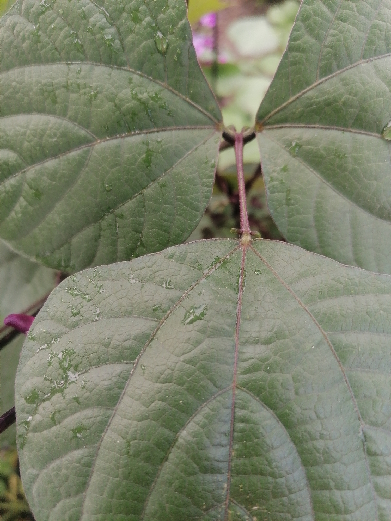 A close-up, low-angle shot focuses on the textured, green leaves of a plant, with visible water droplets on their surfaces. The leaves exhibit prominent veining and a slightly matte finish. In the background, a blurred bokeh effect reveals hints of purple flowers and other green foliage, suggesting an outdoor, possibly garden setting. The lighting is soft and diffused, creating a natural and serene atmosphere. The image does not contain any people or specific landmarks that would indicate a location within a city.