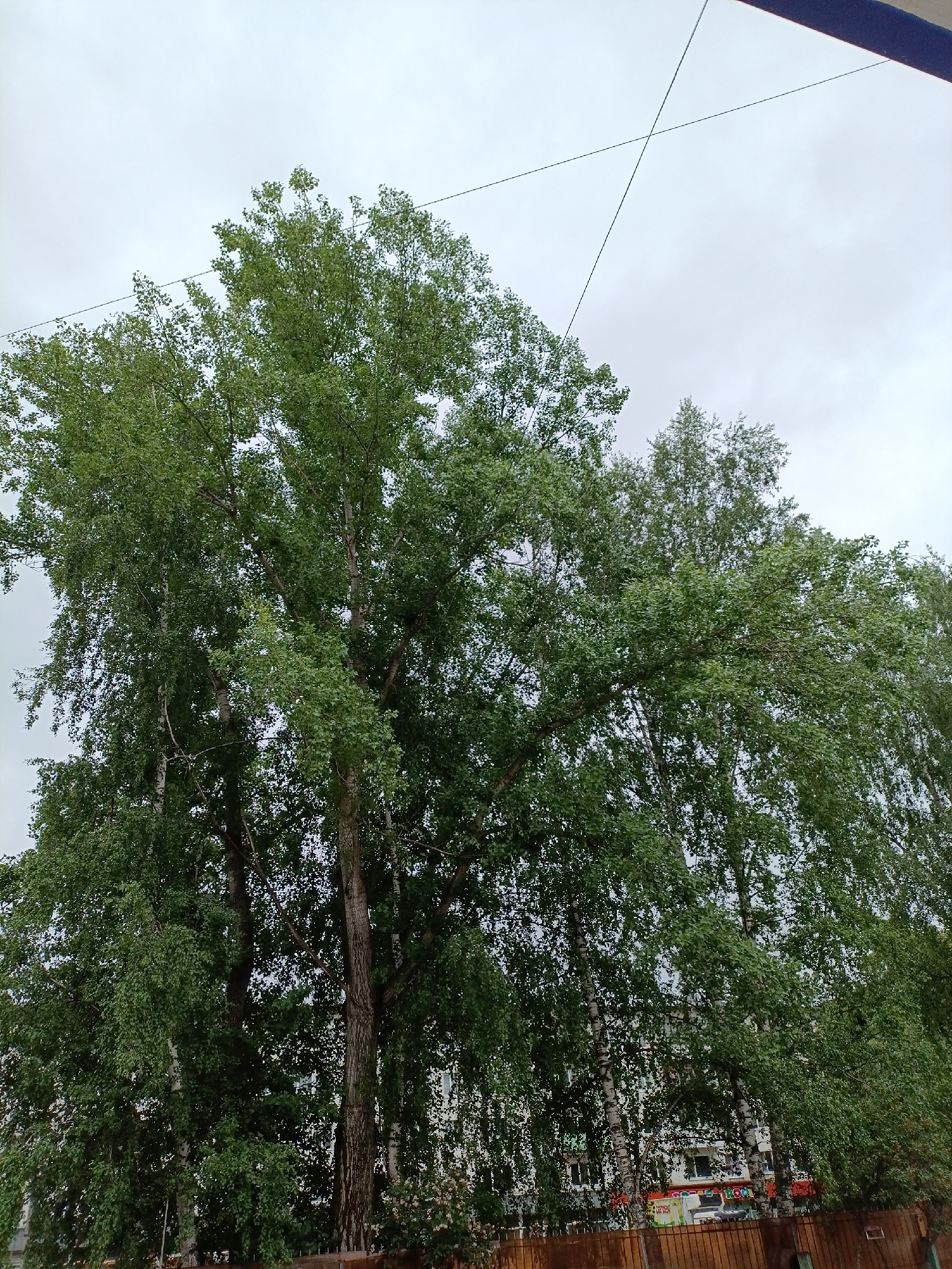 The image captures a view of trees against an overcast sky. A large, mature tree with full green foliage dominates the left side of the frame. The tree's trunk is thick and textured, while its branches spread widely. To the right, several birch trees with distinctive white bark are visible, their leaves also green and lush. A wooden fence runs along the bottom of the image, partially obscured by foliage. In the background, a building can be seen, suggesting an urban or suburban setting. The city of Chaikovsky, Russia, is mentioned as the location, but there are no specific visual elements confirming this detail. Thin wires are visible diagonally across the upper part of the image.