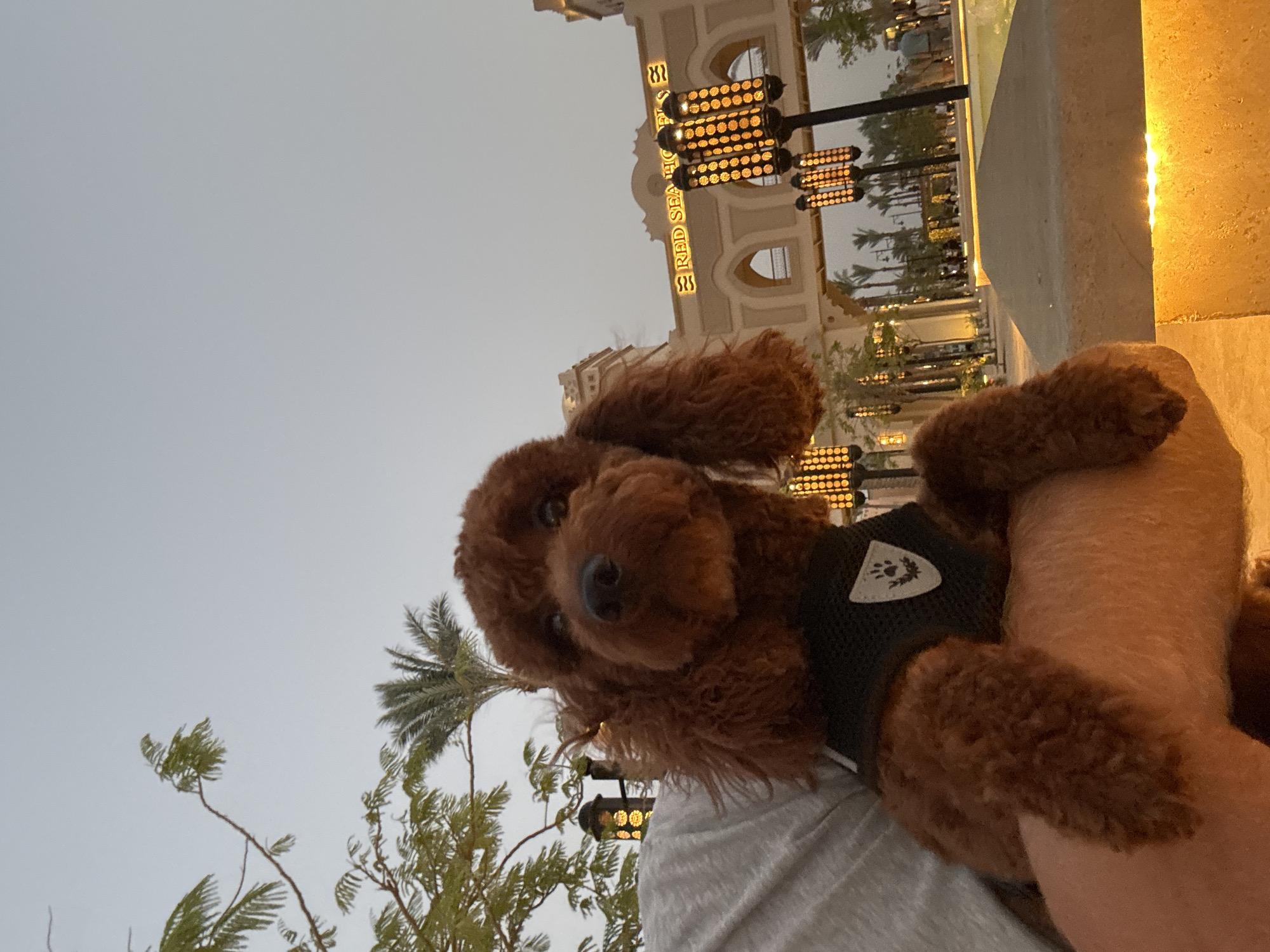 A tan-colored poodle is held in someone's arms. The dog is wearing a black harness with a patch. The background includes a palm tree, a building labeled "RED SEA HOL" with illuminated lamps, and a street with lamps and trees. The location is the city of Unknown, Unknown. The person holding the dog is wearing a gray shirt.